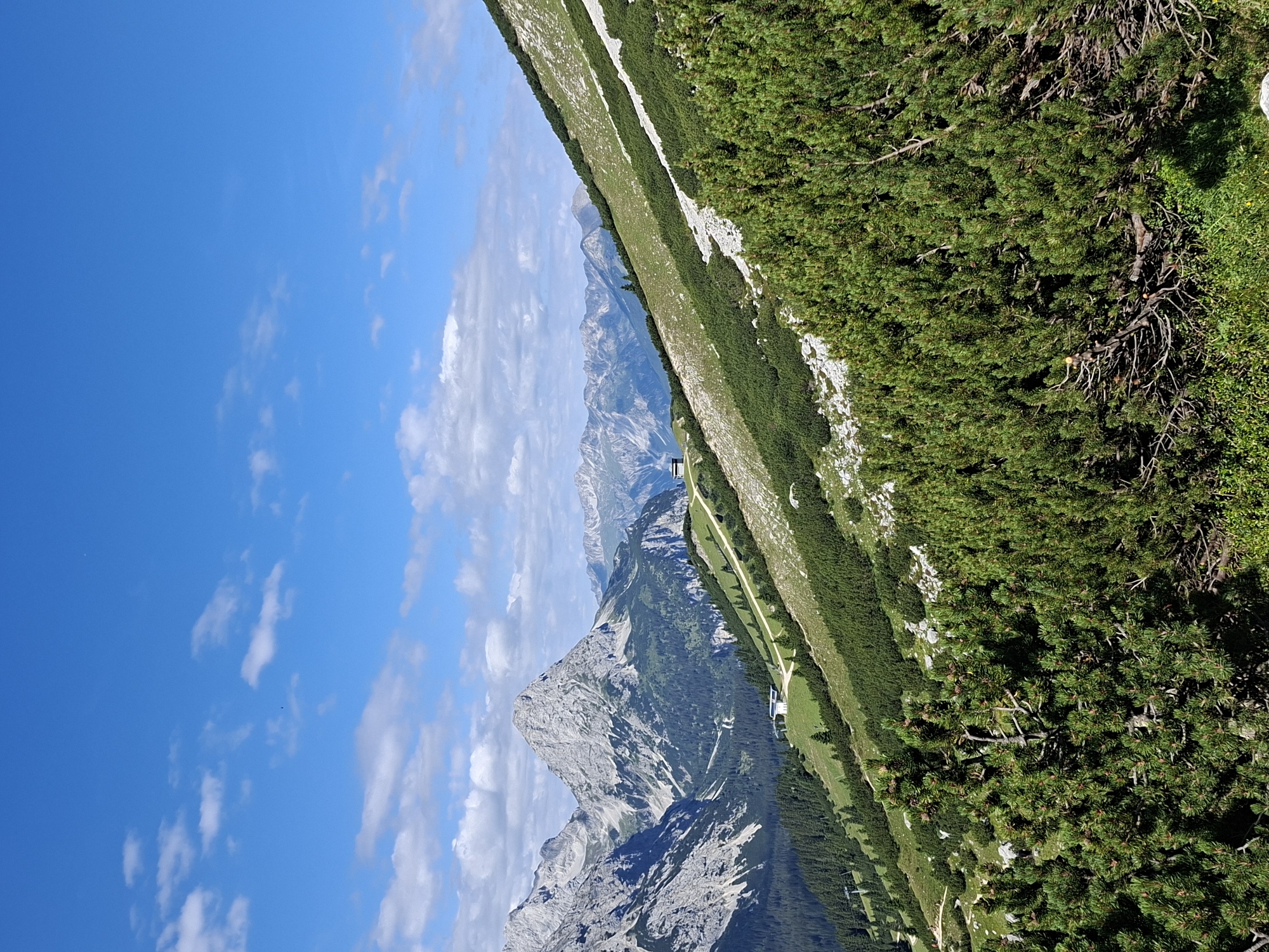 A wide-angle, eye-level shot captures a mountainous landscape under a bright blue sky with scattered white clouds. The foreground is dominated by dense, green pine trees with visible branches and needles. A trail winds its way up the side of a grassy, rocky slope, which is also sparsely populated with similar pine trees. In the mid-ground, more expansive mountain ranges rise, featuring jagged peaks and forested valleys. Two small, white buildings with dark roofs are visible on the slopes, likely part of a mountain resort or station. The background consists of layered mountain ranges stretching towards the horizon. The image is a landscape photograph taken in the Mieming, Austria region.