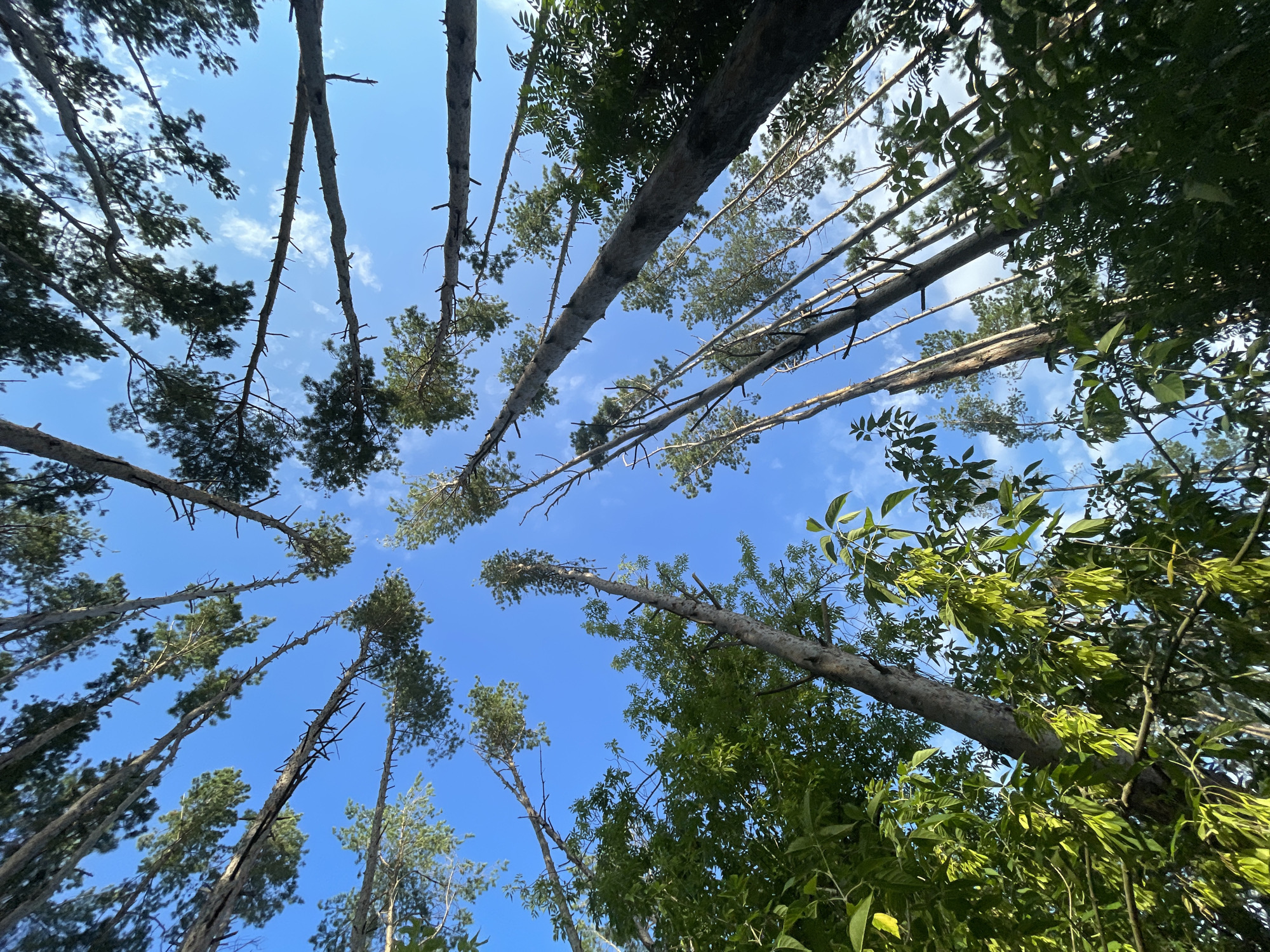This is a low-angle, wide shot of a forest canopy against a clear blue sky with some wispy clouds. Tall, slender pine trees dominate the frame, their trunks extending upwards and their branches reaching out horizontally and diagonally. Some branches are bare, while others are covered in green pine needles. In the foreground and on the left side of the image, there are also some deciduous trees with lush green leaves. The lighting suggests it is daytime, likely late afternoon due to the angle of the sun casting subtle shadows. The scene is devoid of any human presence or activity. The location is described as a forest in the vicinity of Podshivalovo, Russia, a rural or semi-rural area.