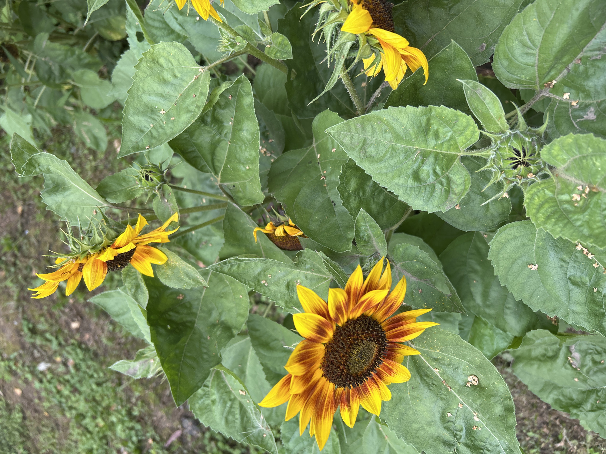 The image shows a cluster of sunflowers with vibrant yellow and reddish-orange petals, surrounded by large green leaves. Several flower buds are also visible. The sunflowers are growing in an outdoor environment, with a blurry background of dirt and green foliage, possibly a garden or park. There is no indication of the city of Tomsk, Russia, in the image itself.