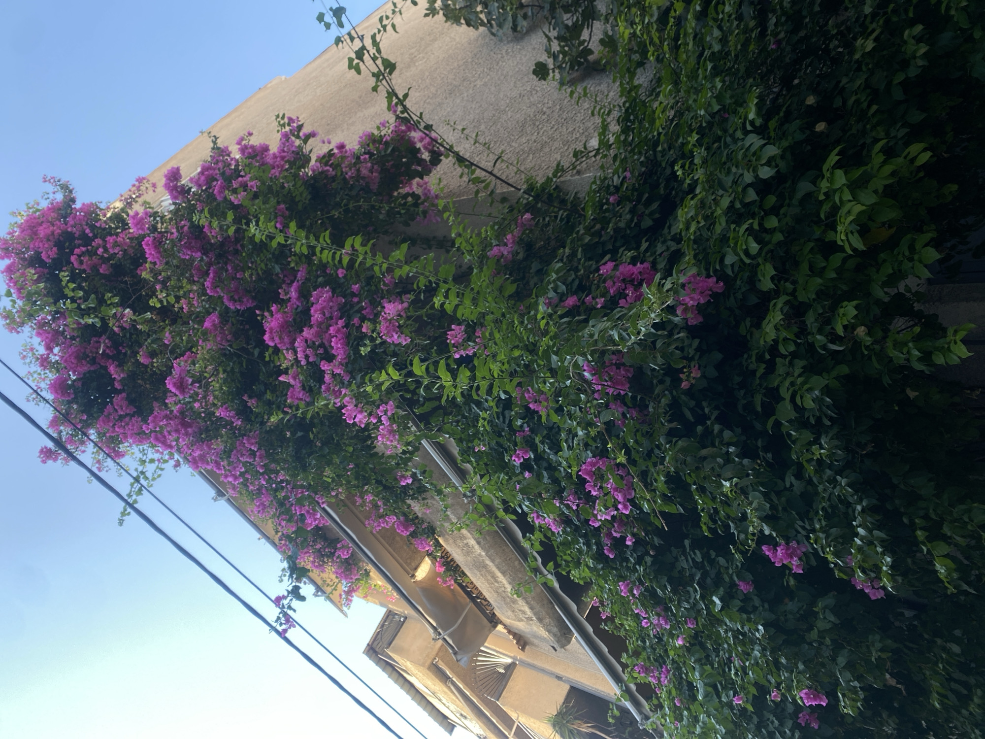 A bougainvillea vine, laden with vibrant pink blossoms and lush green leaves, cascades down the side of a textured beige building. The building appears to be multi-storied, with balconies visible on the left side, adorned with awnings and railings. Overhead, dark power lines crisscross against a clear blue sky. The scene evokes a sense of Mediterranean charm, common in coastal towns like Nikea, Greece, where such floral overgrowth is a frequent sight. There are no people visible in the image.