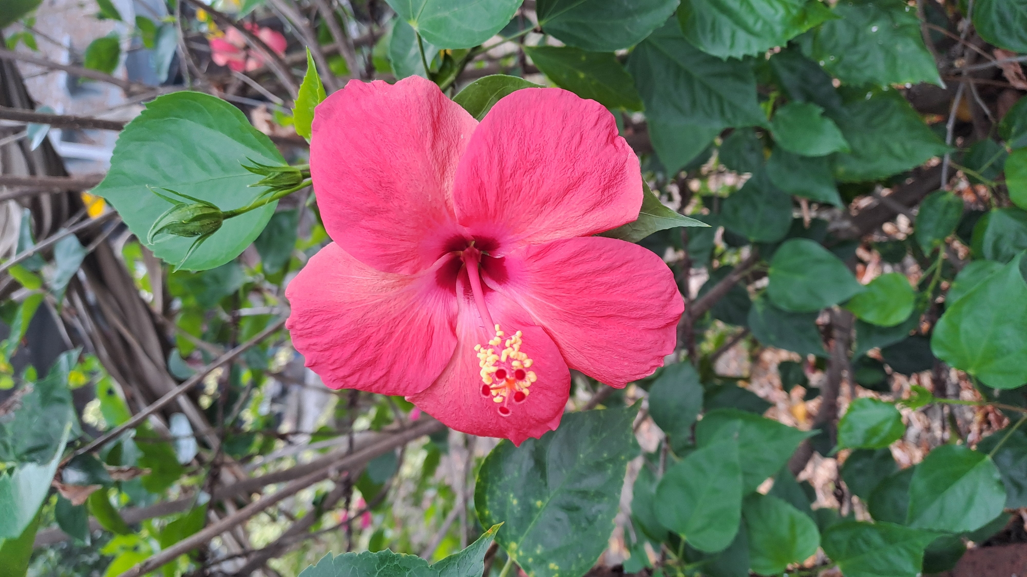 A close-up, vertical, eye-level shot captures a vibrant pink hibiscus flower in full bloom, centered in the frame. The flower's five large, delicate petals are slightly unfurled, revealing a prominent stamen tipped with yellow pollen and small red dots. Behind the flower, a single green hibiscus bud, tipped with a lighter shade of green, is visible on a stem, surrounded by lush green leaves. The background consists of blurred foliage and thin branches, suggesting an outdoor garden setting in Lhokawe Teungoh, Indonesia. The lighting appears natural and diffused, highlighting the rich colors of the flower and leaves.