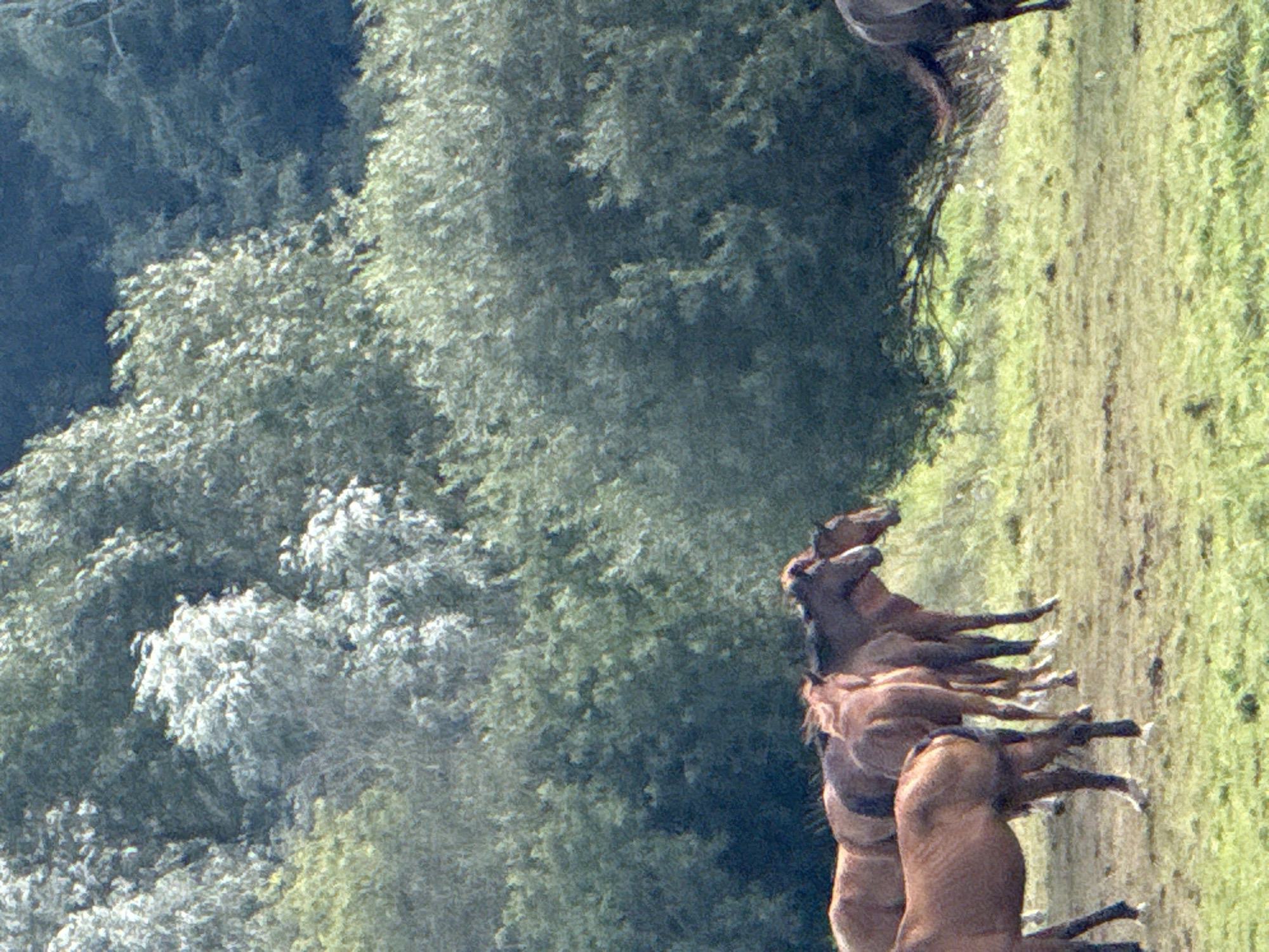 This is a medium-shot, eye-level photograph of a herd of horses standing in a grassy field, with a dense line of trees in the background. The horses are mostly brown and dark brown, with one light brown horse on the far left. They are standing close together, facing towards the right side of the frame. The grassy field appears to be uneven and covered with patches of green and yellow grass. The trees in the background are lush and green, with some lighter colored foliage interspersed. The sky is not visible in the frame. The location is identified as Galinė, Lithuania. The scene is tranquil and natural, with no human presence or man-made objects visible.