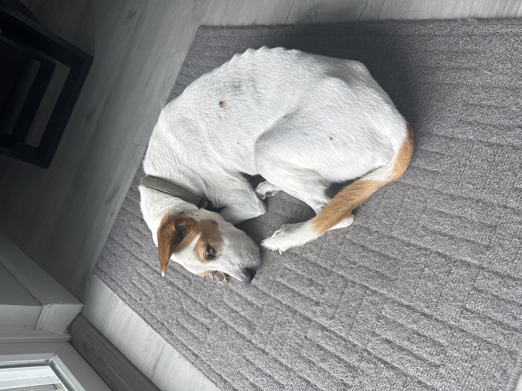A white dog with tan markings on its head and tail is lying curled up on a gray mat. The dog is wearing a dark green collar. The mat is placed on a light gray wooden floor. To the left of the dog and mat is a white-trimmed glass door, likely an exterior door, with vertical blinds visible through the glass. To the upper right of the dog, a dark, geometric metal object is partially visible, suggesting furniture. The overall environment appears to be an indoor space near an entrance, possibly a home or a building in Viera, Florida, United States. The lighting suggests it is daytime, with natural light coming from the door.