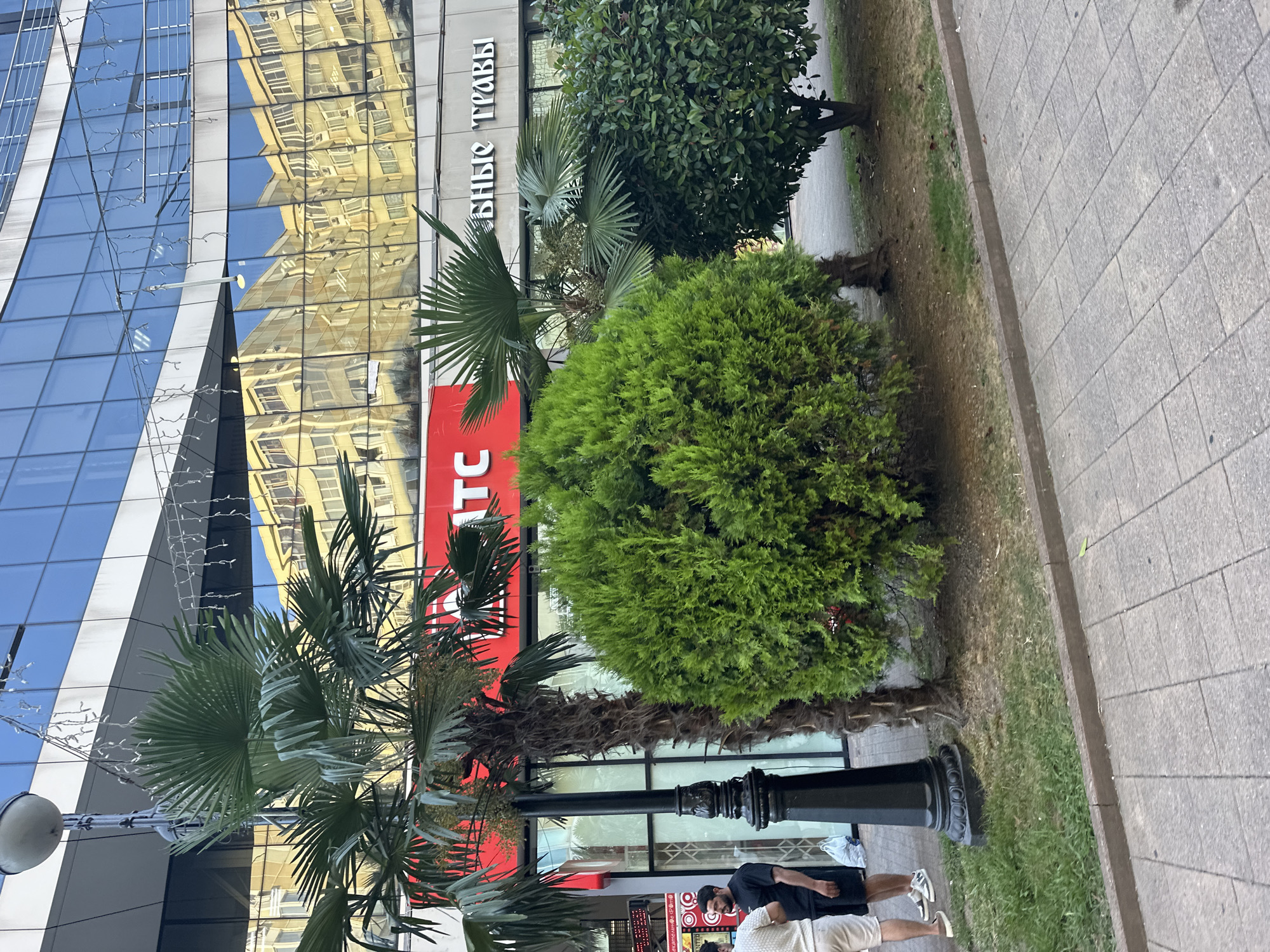 In Sochi, Russia, on a sunny day, a street scene unfolds with a modern building featuring a reflective glass facade. In front of the building, a lush green ornamental shrub is the central focus, flanked by two palm trees. A black lamppost stands to the left of the shrub. Behind the shrub, a red sign with white lettering, likely an advertisement, is partially visible. To the right of the shrub, another evergreen tree adds to the verdant landscape. The ground is paved with grey tiles, and a strip of grass runs along the base of the plants. Two individuals are standing on the paved area to the left, one wearing a white shirt and shorts, the other in a black t-shirt and shorts, with a white plastic bag near their feet. The reflection in the building's windows shows a yellow building opposite, suggesting an urban environment.
