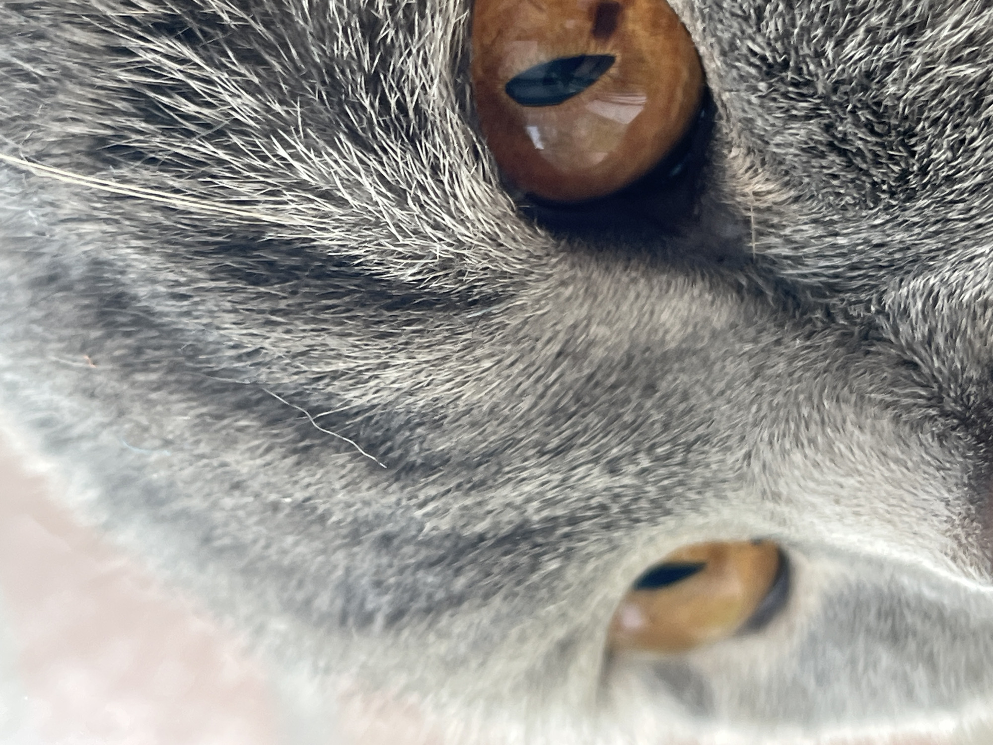 The image is a close-up of a grey cat's face, with a particular focus on its amber eyes. The fur is finely detailed, showing individual strands and variations in tone. The cat's left eye is partially visible, while the right eye is more prominent, reflecting light and revealing a dark, vertical pupil. The background is blurred, with soft, muted colors that suggest an indoor environment, possibly a room in a residential building in Chaikovsky, Russia. There are no people, actions, or interactions depicted in this image.