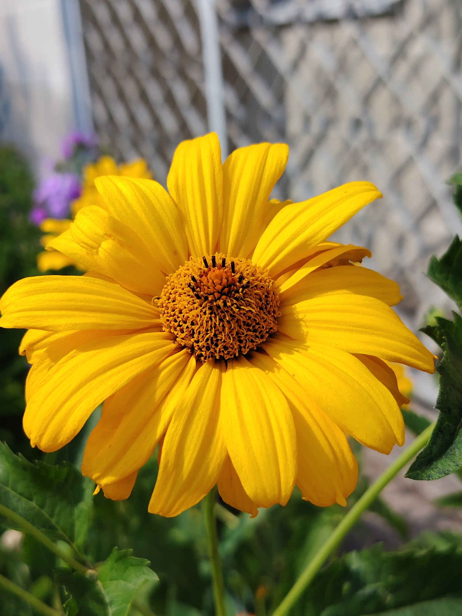 A bright yellow daisy-like flower is in full bloom, its petals fanned outwards. The center of the flower is a mass of small, dark brown florets. The flower is in focus, while the background is softly blurred, showing hints of green foliage and a light-colored fence or lattice structure. A few other out-of-focus flowers, one appearing purple, are visible in the distance, suggesting a garden setting. The image does not contain any identifiable landmarks or context to indicate its location in Balashikha, Russia. The scene is an outdoor, natural environment.