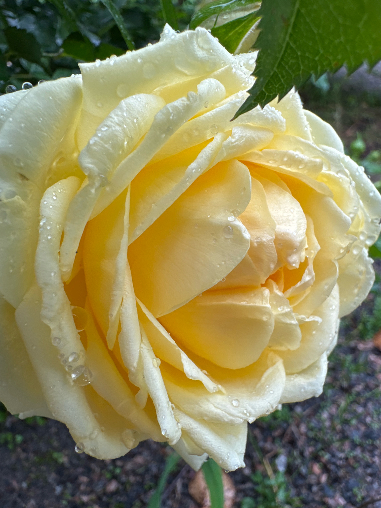 A close-up, outdoor shot shows a yellow rose in full bloom, covered in water droplets. The rose is wet, indicating recent rain or dew. The petals are layered and soft, with delicate folds. A green leaf is visible in the upper right corner, partially obscuring the rose. The background is blurred, showing dark soil and hints of green foliage and possibly some gravel or small stones. The overall lighting suggests an overcast or shaded day. There are no people or animals in the frame. The location is Steklyannyi, Russia.