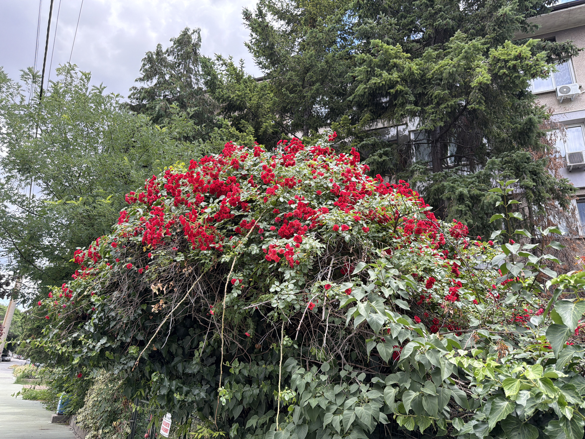 A close-up, eye-level, medium shot captures a dense, overgrown bush of red roses cascading over a lush green ivy hedge. The rose bush is a vibrant explosion of red blooms, with some clusters of small red buds visible. Thin, dry branches intermingle with the green foliage of both the roses and the ivy. Behind the foliage, a multi-story building with windows and air conditioning units is partially obscured by tall evergreen trees. The sky above is overcast with a soft, diffused light. The scene appears to be located on a street in Pazardzhik, Bulgaria, evidenced by a green sidewalk in the foreground and a street sign that reads "Warning! Private Property. Do Not Enter." in English, with a smaller sign below in what appears to be Bulgarian.