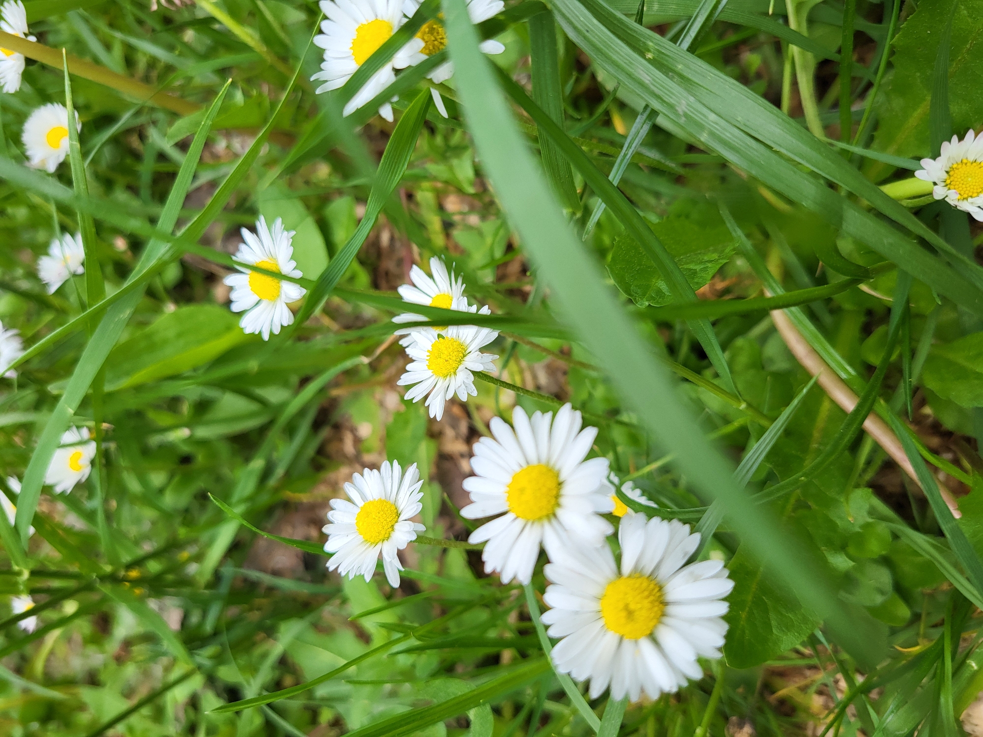 The image shows a close-up view of a patch of grass interspersed with several daisies. The daisies feature white petals and yellow centers. The grass blades are green and vary in length. The overall environment appears to be a natural outdoor setting. The location is in the city of Unknown, Unknown.