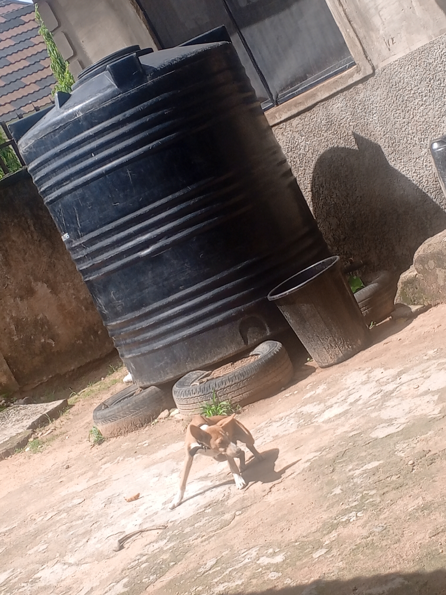 In Jalingo, Nigeria, a brown and white dog is captured in a full-body shot, standing on a dirt and concrete surface. The dog is positioned centrally, with its body angled slightly to the left. Its front legs are bent, and its head is lowered, appearing to be sniffing the ground or engaged in some activity. A thin stick lies on the ground in front of the dog.
Dominating the background is a large, black, cylindrical water tank, which occupies a significant portion of the frame. The tank is ribbed and appears to be made of plastic. It is resting on a base of old tires. To the right of the water tank is a tall, dark-colored trash can with vertical ridges.
The environment surrounding these objects consists of a gritty, light-colored ground with patches of dry vegetation and some green growth peeking out from under the tires. In the upper left of the image, a portion of a building with a patterned tiled roof is visible, suggesting an urban or semi-urban setting. The wall of this building is rough and textured, with some lighter colored elements. To the right, another building wall with a textured finish is visible. The lighting indicates a bright, sunny day, casting distinct shadows on the ground.