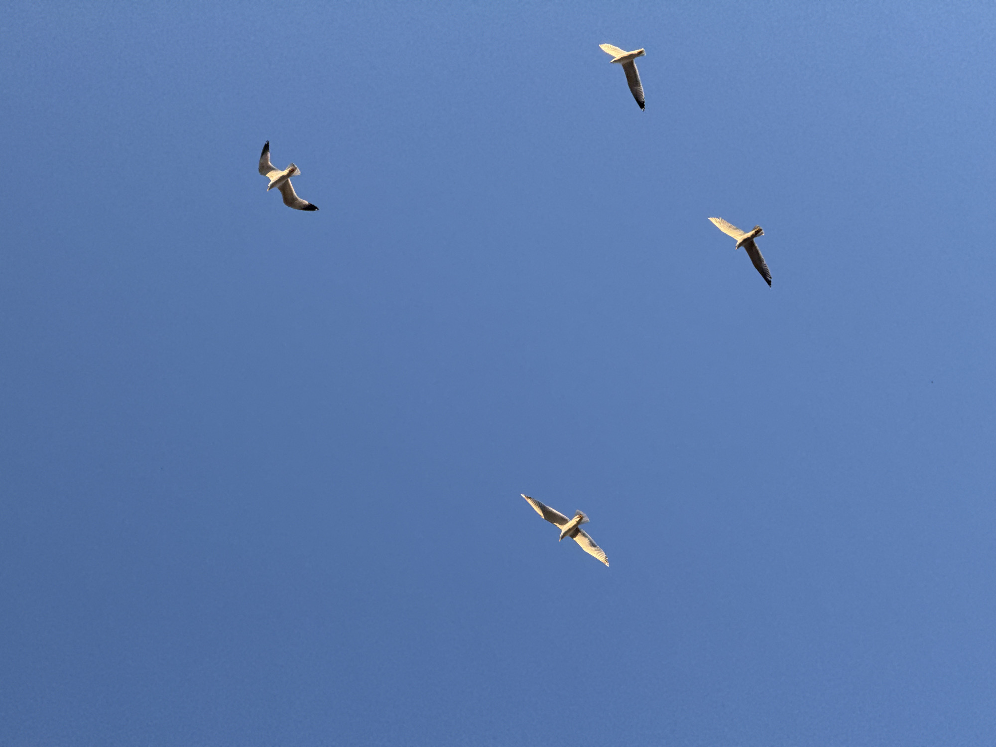 The image displays a clear, vibrant blue sky, serving as the sole backdrop for four gulls in flight. The sky is uniformly colored, indicating fair weather with no visible clouds.
The four gulls are scattered across the frame, each captured in different orientations as they soar. One bird is positioned in the upper left, appearing to turn, revealing its underbelly and spread wings. Another is seen in the upper right corner, flying horizontally with its wings fully extended. A third gull occupies the lower-middle section, also with outstretched wings, angled slightly towards the left. The fourth bird is visible in the middle-right, flying generally towards the upper left.
The natural lighting suggests it is daytime, likely mid-day to late afternoon, as the birds are brightly illuminated against the deep blue sky, without signs of sunrise or sunset. The scene conveys a sense of open space and natural movement. There are no people, man-made objects other than the birds, or visible text within the frame. The location context for this image is Sofia, Bulgaria.