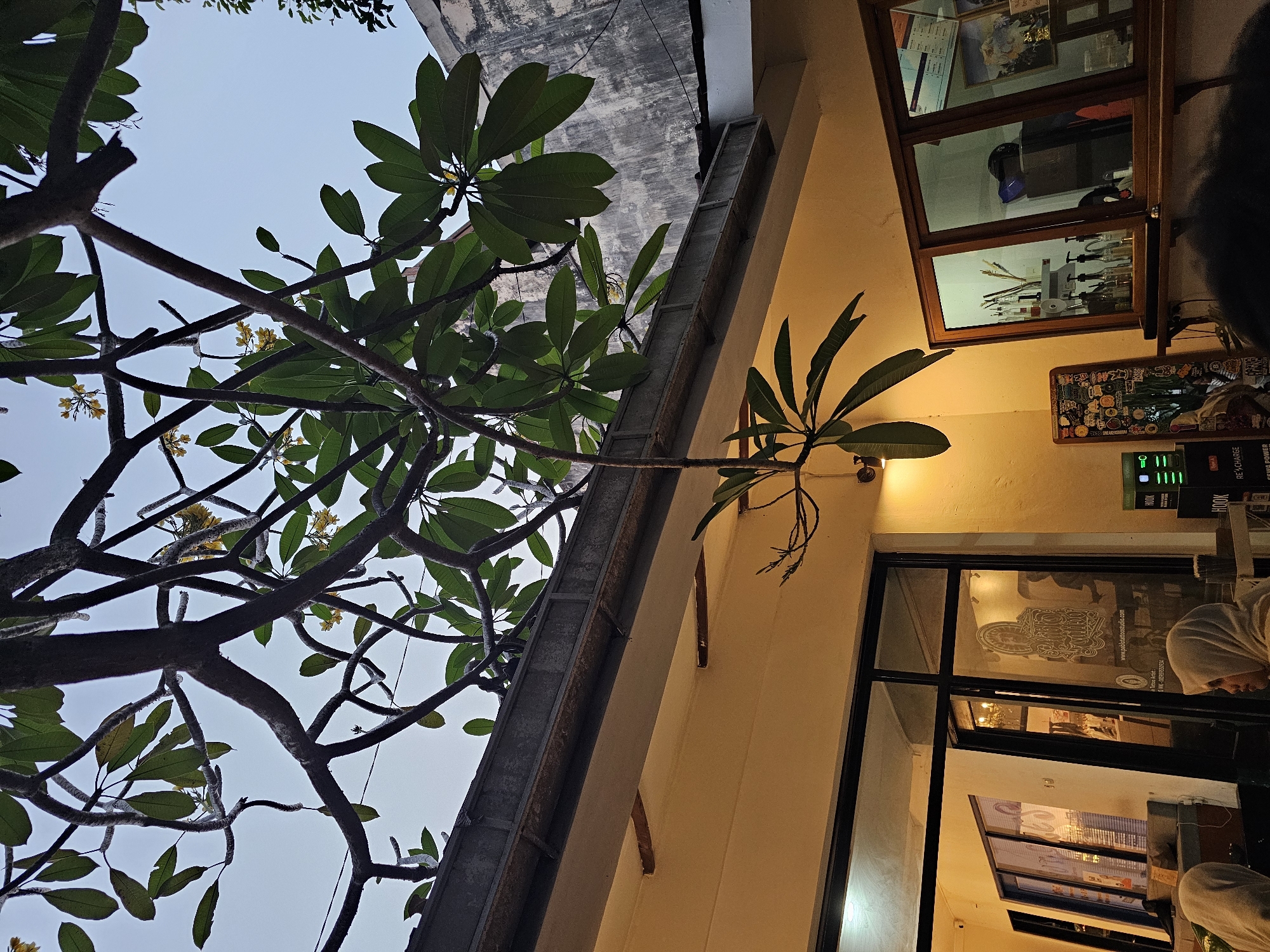 This image depicts the exterior of a establishment in Yogyakarta, Indonesia, likely a cafe or tattoo studio, as suggested by the signage visible through the glass doors. A frangipani tree with lush green leaves and small yellow flowers is prominently featured, its branches arching over the building. The building itself has a light yellow facade and dark framed windows. Inside, glimpses of furniture and decorative elements are visible, including what appears to be a chandelier and artwork. There are at least two individuals present, partially visible, wearing headscarves, suggesting a conservative setting. The time of day appears to be dusk or early evening, with artificial lighting illuminating the interior and casting a warm glow. The architectural style of the building and the presence of tropical vegetation are consistent with the urban environment of Yogyakarta.