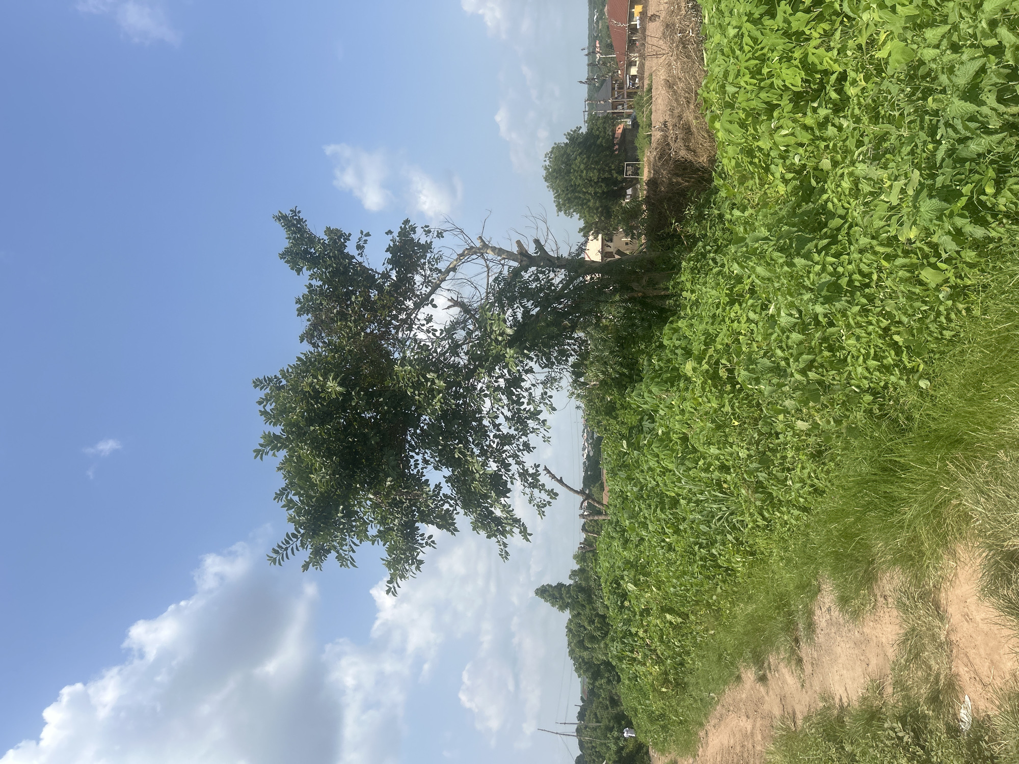 This image captures an outdoor scene in Ogbomosho, Nigeria, under a clear blue sky dotted with fluffy white clouds, suggesting a sunny daytime with fair weather. The foreground is dominated by lush green vegetation, with dense bushes and tall grasses growing alongside a dirt path. A prominent, somewhat weathered tree with green leaves stands in the middle ground, its branches reaching towards the sky.
In the background, a cluster of buildings, some with red roofs, can be seen, hinting at a semi-urban or rural settlement. The landscape appears somewhat dry in places, with patches of brown, earthy ground and sparse, dry vegetation visible between the green growth and the buildings. The overall setting suggests a somewhat undeveloped or natural area on the outskirts of a town.
There are no visible people or specific objects that indicate a particular activity or event. The image focuses on the natural landscape and the juxtaposition of the verdant growth against the built environment. The scene evokes a sense of natural beauty and a glimpse into the local environment of Ogbomosho. There is no visible text in the image.