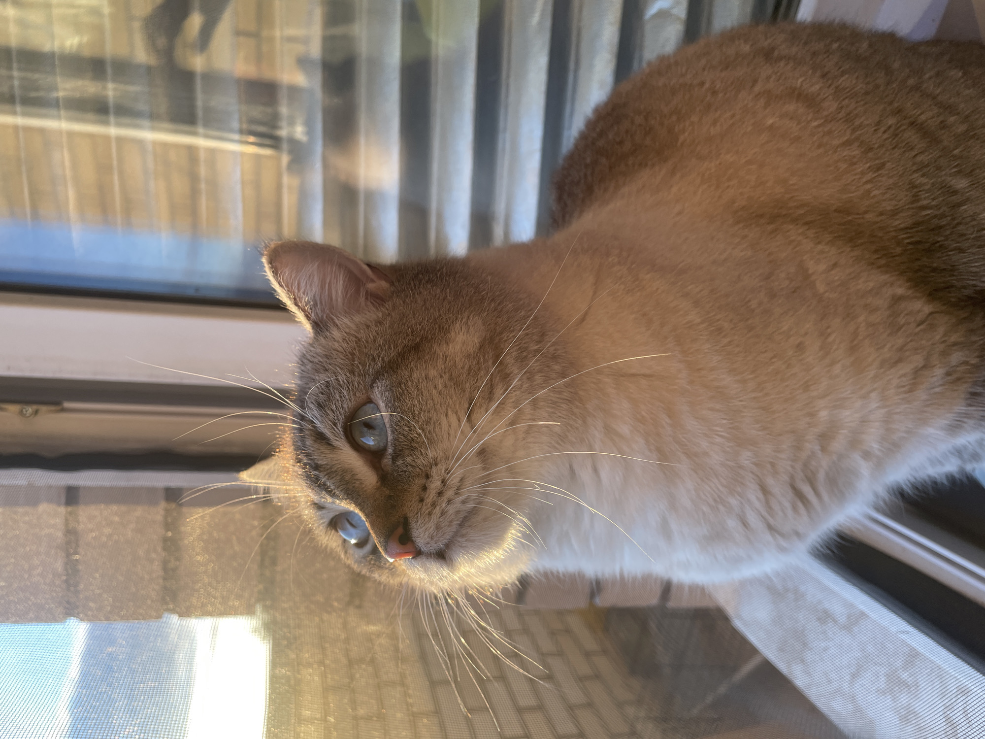 A medium-haired cat with striking blue eyes and light brown and beige fur is featured in a close-up shot, looking downwards with an observant expression. The cat's head is tilted slightly, showcasing its pink nose and prominent white whiskers. Warm, golden sunlight illuminates the scene, backlighting the cat's left ear and highlighting the soft texture of its fur, suggesting a bright morning or late afternoon. The cat is positioned by a window, with a fine mesh window screen visible in the foreground, and behind it, blurred reflections or patterns of vertical blinds or curtains are discernible. The setting appears to be indoors by a window on a sunny day. No text is visible in the image.