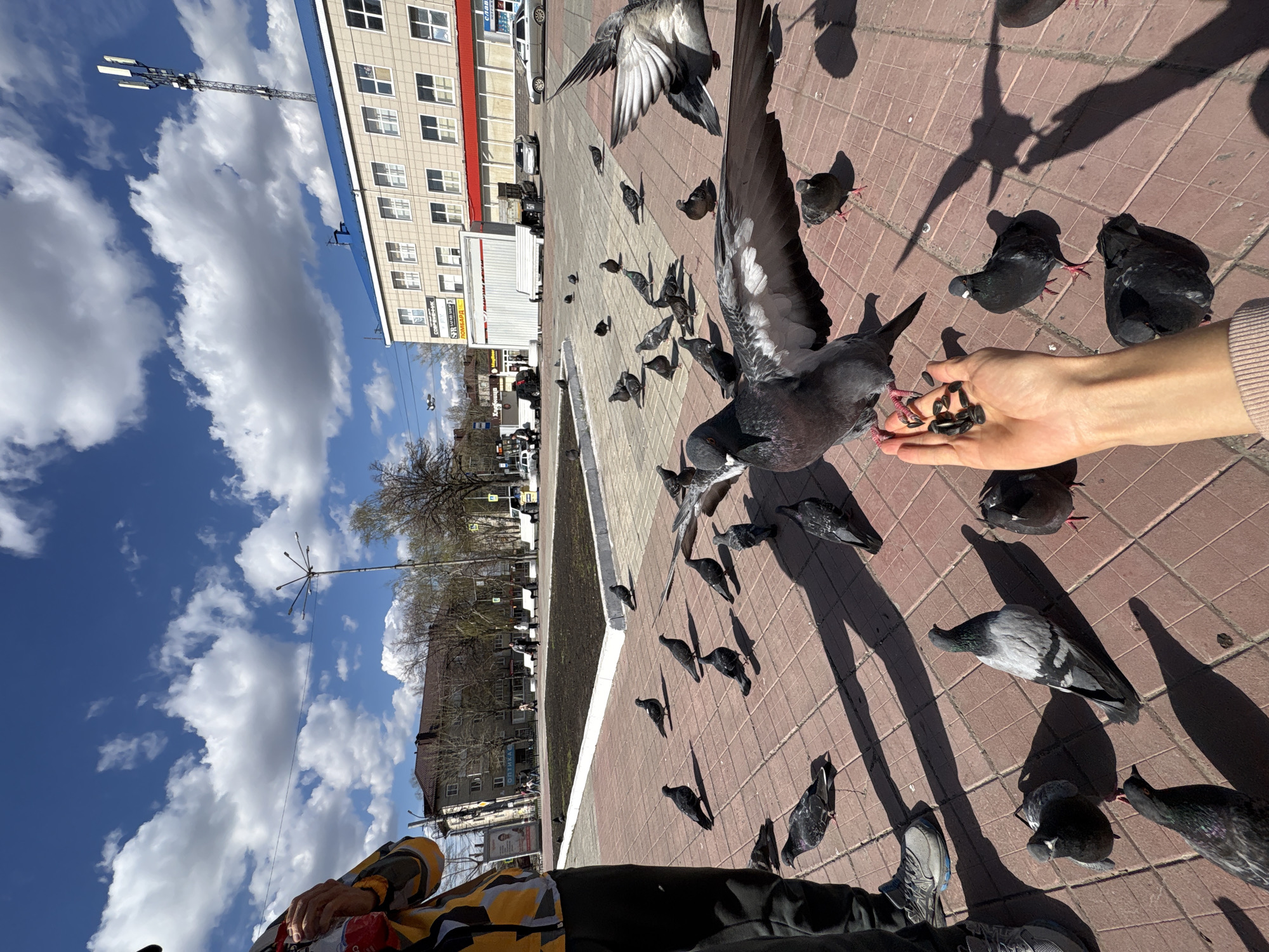 The image captures a close-up, ground-level view of a person feeding numerous pigeons in an urban setting in Ulyanovsk, Russia, on a bright, sunny day. The primary subject is a human hand, extended with sunflower seeds in the palm, attracting several pigeons. One large pigeon is actively pecking at the seeds from the hand, with its wings partially spread, while others gather nearby on the paved ground. Many pigeons are scattered across the reddish-brown tiled pavement, some approaching and others standing. Long, distinct shadows of the birds and the person indicate strong sunlight, suggesting it is late morning or afternoon.
In the background, a multi-story building with numerous windows and a blue roofline is visible, along with a prominent cell tower or communication mast standing tall against a clear blue sky dotted with fluffy white clouds. Further into the background, other buildings and bare trees suggest an urban environment, possibly in early spring or late autumn. Visible Cyrillic text on storefront signs includes "ОПТИКА" (Optics) and "ЛОМБАРД" (Pawnshop). Part of a person's legs, clad in dark pants and a yellow and black patterned garment, is visible in the lower left, indicating the viewpoint is from someone sitting or kneeling. The scene depicts a peaceful moment of human-animal interaction in a bustling city environment.
