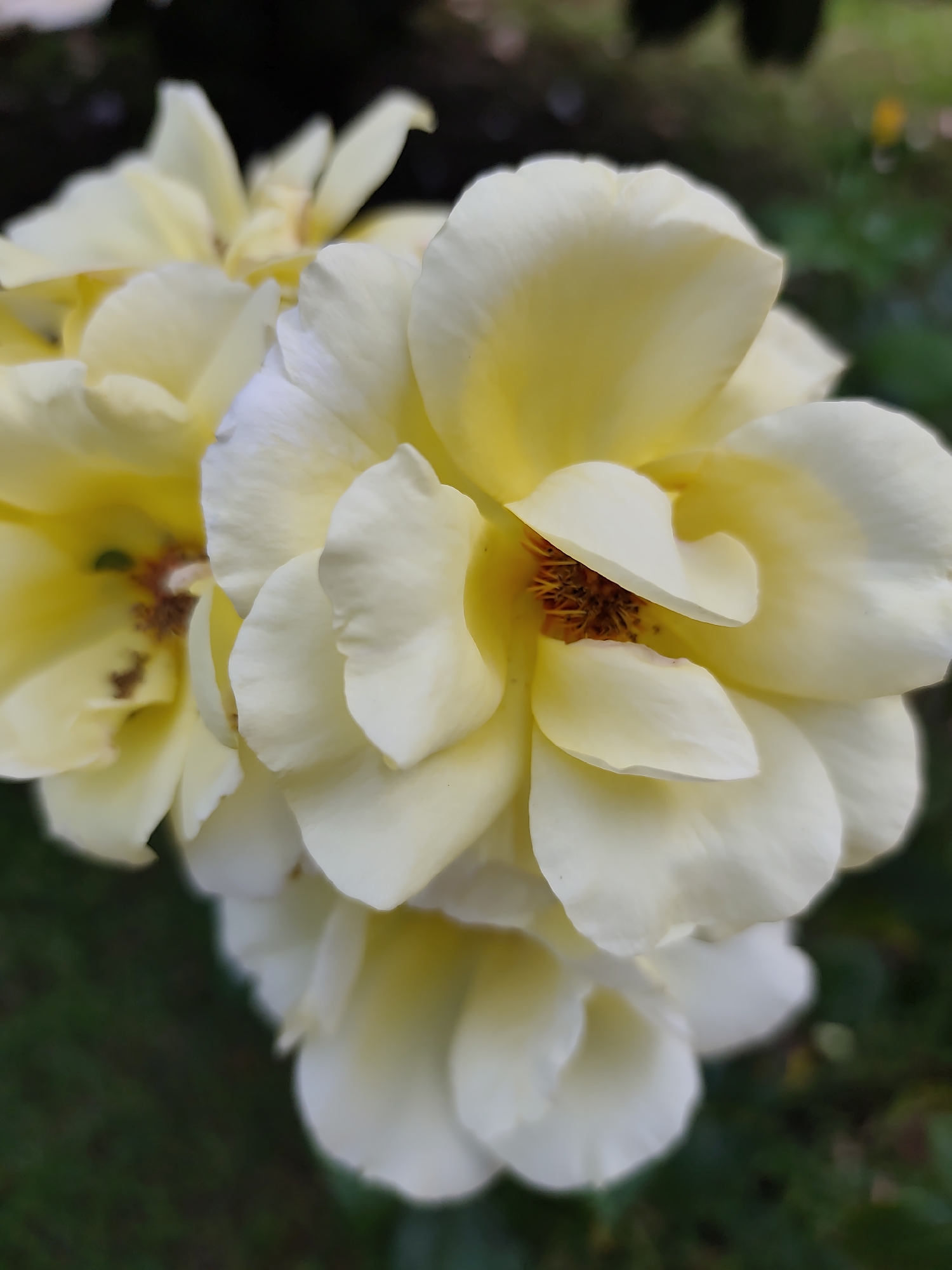 The image displays a close-up, vertical shot of several yellow roses. The flowers are the primary subject, with their petals in various stages of bloom, some fully open and others still forming. The center of the most prominent rose reveals its stamens, a cluster of brown and orange threads. The petals are a soft, creamy yellow, with some areas appearing almost white due to the lighting. The background is softly blurred, showing out-of-focus green foliage and darker shadowed areas, suggesting an outdoor garden setting. There are no people or discernible man-made structures visible in the image. The scene evokes a natural, serene environment. No information is provided to suggest a location in Spuž, Montenegro.