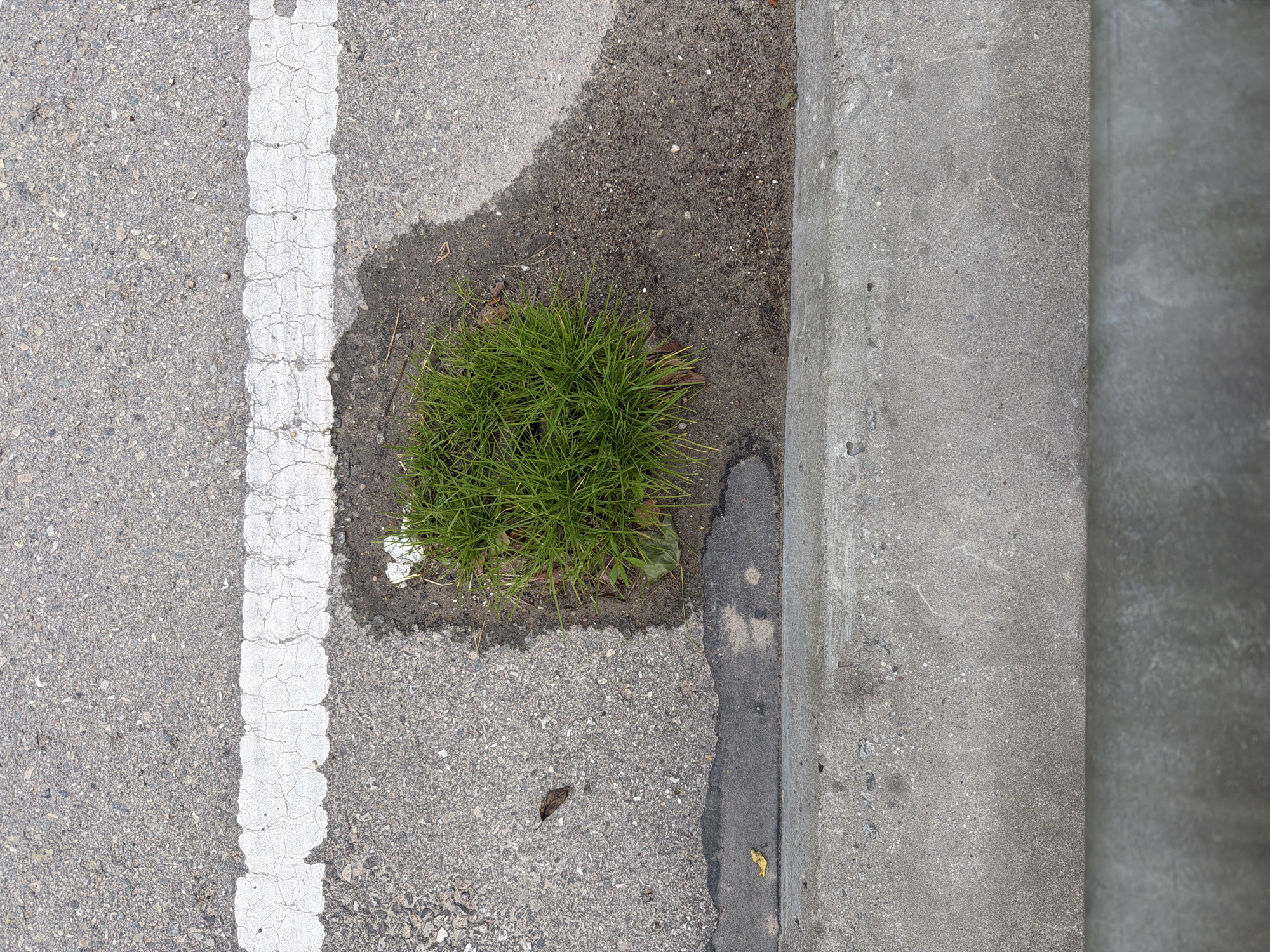 A close-up, high-angle shot captures a patch of vibrant green grass growing in a small dirt area surrounded by asphalt. A white dashed line runs horizontally across the asphalt, separating it from the dirt patch and the grass. The grass is densely packed and appears healthy, with individual blades clearly visible. A small amount of white debris is present in the dirt near the grass. To the left of the dirt patch, the asphalt is darker, suggesting it may be wet or stained. The scene is bordered by a concrete curb in the foreground and the asphalt surface extends upwards. This image appears to be taken in Upeslejas, Latvia, depicting a common urban landscape feature where vegetation struggles to grow amidst pavement.
