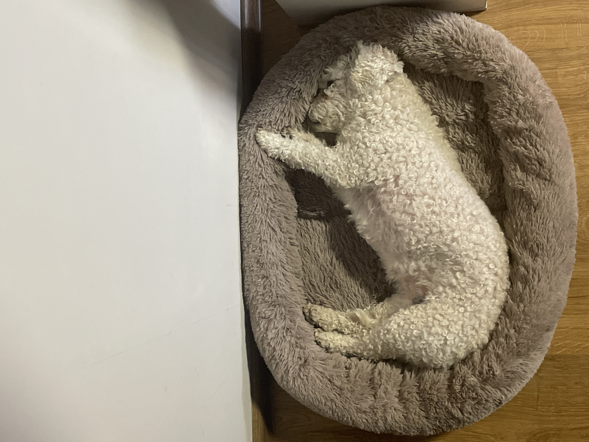 A white poodle is curled up asleep in a brown, plush dog bed. The dog bed is positioned on a wooden floor, adjacent to a white wall. The scene appears to be indoors. There is no indication that this image was taken in Yekaterinburg, Russia.