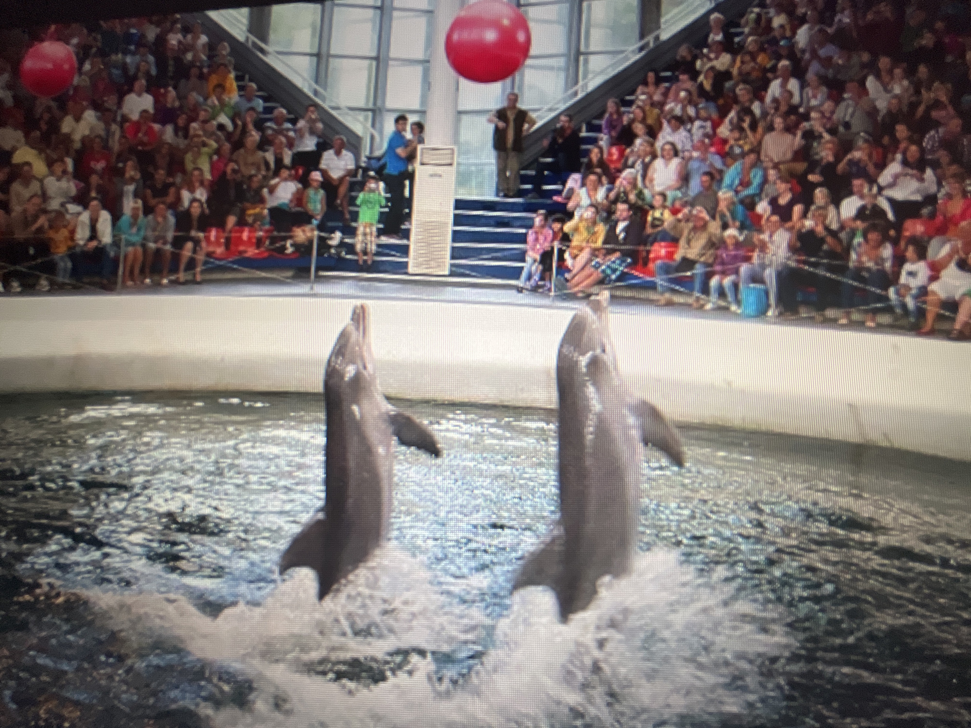 This image depicts a dolphinarium show at the Varna Dolphinarium in Varna, Bulgaria. In the foreground, two dolphins are leaping out of the water, creating splashes. The dolphins appear to be grey or pinkish-grey in color. In the background, a large audience is seated in tiered bleachers, watching the performance. The audience members are diverse in age and attire. Above the audience, a large red sphere is suspended. The environment appears to be an indoor or semi-enclosed facility, with a large glass-like structure visible in the background, suggesting a modern architectural design. The lighting suggests it is daytime.