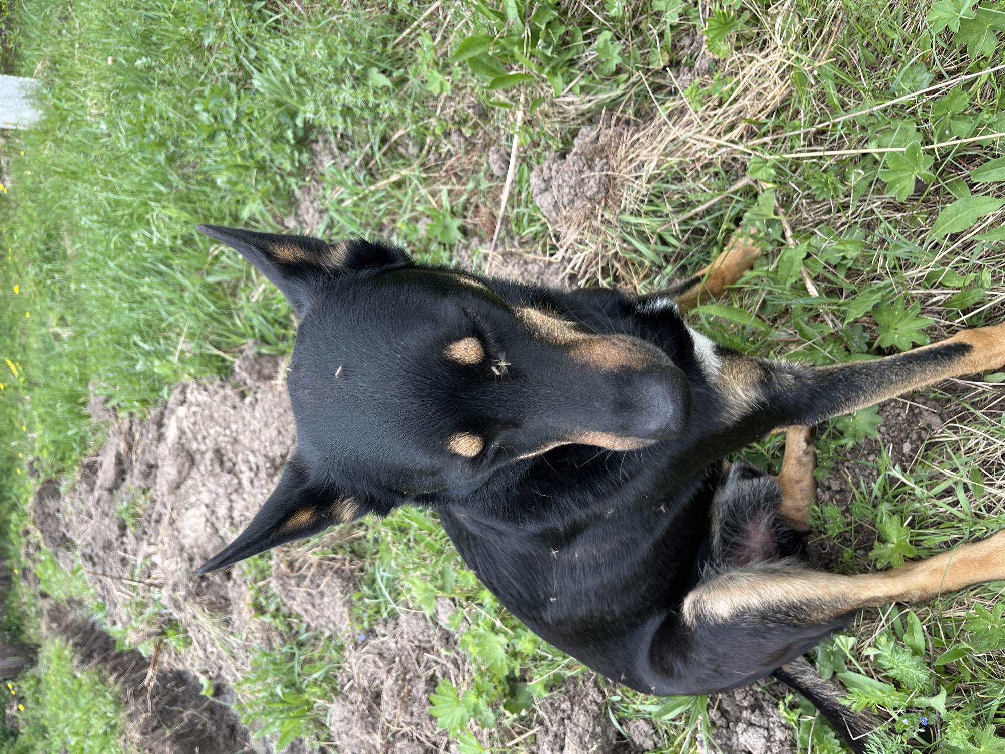 A black and tan dog is lying in a grassy area. The dog has pointed ears and is looking upwards. The surrounding area consists of grass, weeds, and some disturbed soil. The location is likely in a rural or semi-rural area with natural vegetation. The city of Nizhny Tagil, Russia is not specifically indicated and therefore cannot be confirmed.