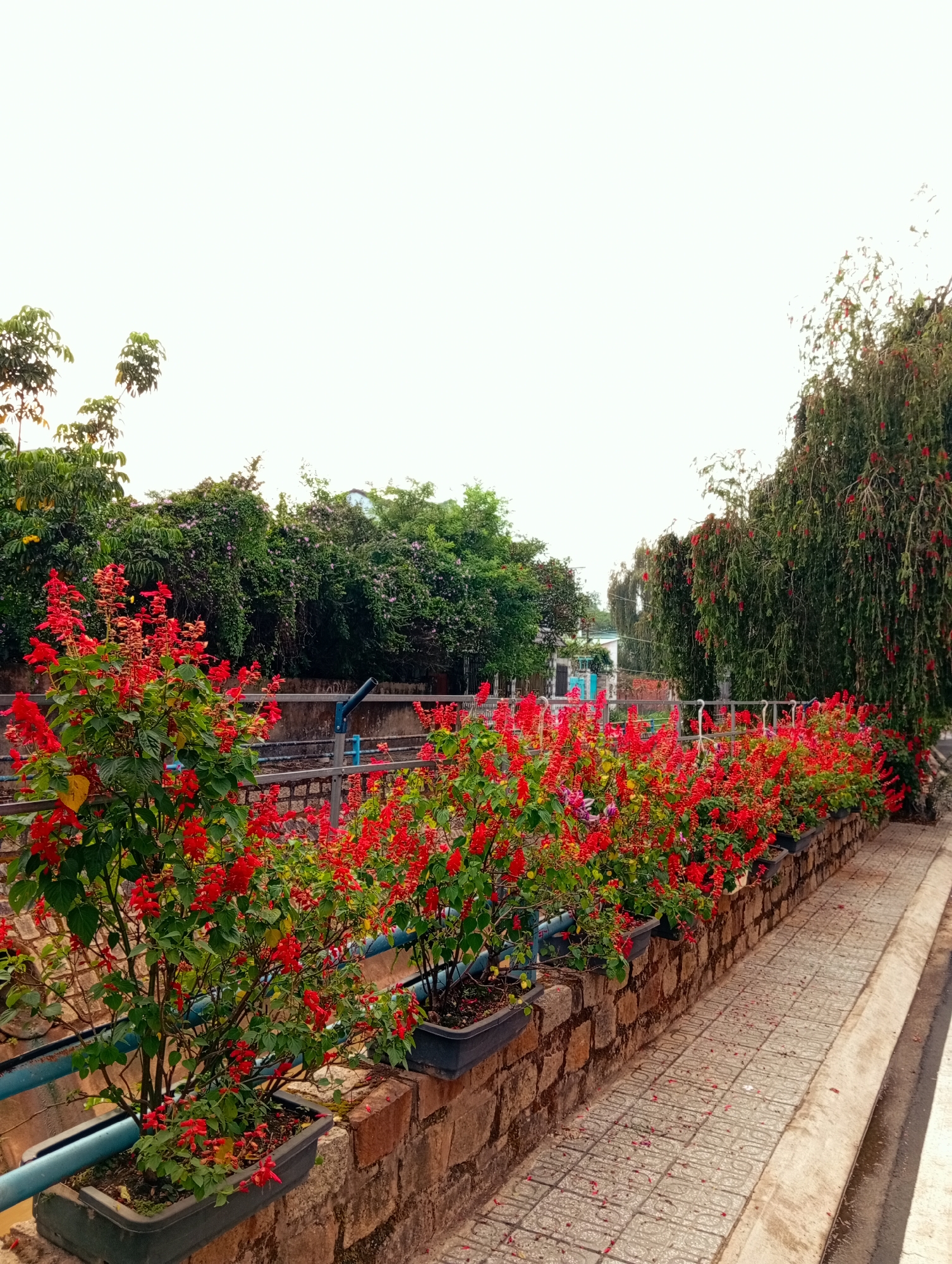 This image captures a section of a street in Xuân Hương, Đà Lạt, Vietnam, lined with red flowers planted in dark gray rectangular containers. The containers are set on a low wall constructed of tan stone. A blue pipe runs parallel behind the flower boxes and wall. The sidewalk is paved with gray tiles and shows fallen red flower petals. In the background is lush green vegetation and trees, partially obscuring buildings. The sky is overcast.