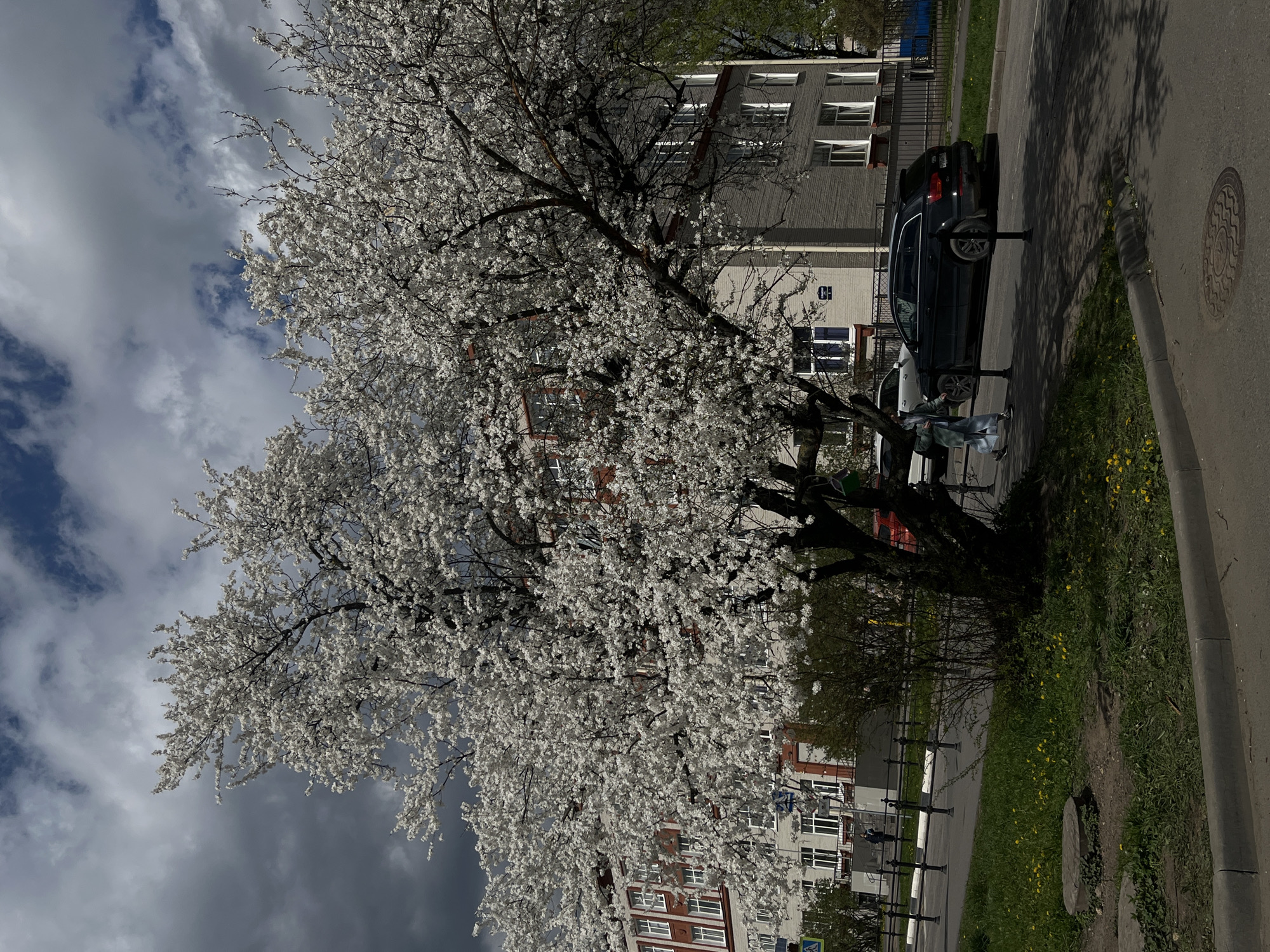 A street scene in Saint Petersburg, Russia shows a large flowering tree with white blossoms dominating the foreground. The sky is cloudy with patches of blue. Several multi-story buildings are visible behind the tree. A black car is parked on the right side of the street, near a curb with a sewer cover. A person stands near a white car further back. The location appears to be a residential area with a sidewalk and grassy patch.