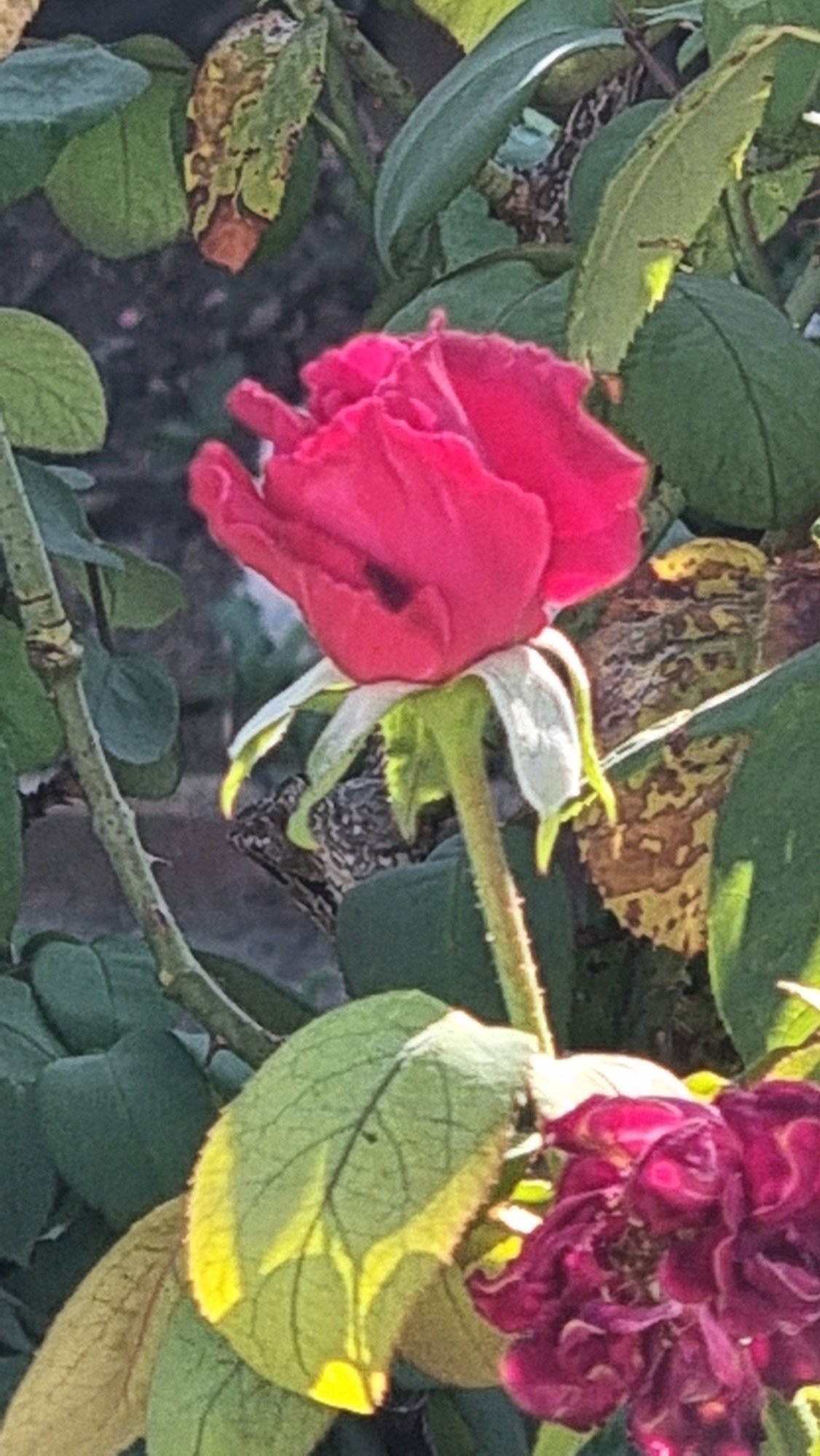 A close-up, vertical shot showcases a vibrant red rose in full bloom, its petals unfurling with delicate folds. The rose is surrounded by green foliage, some of which exhibits yellowing and brown spots, indicating natural decay. A second, faded rose is partially visible in the lower right corner. The background is out of focus, hinting at a natural setting. The image does not contain any specific landmarks or elements that would allow for identification of the precise location within Sant Joan les Fonts, Spain.