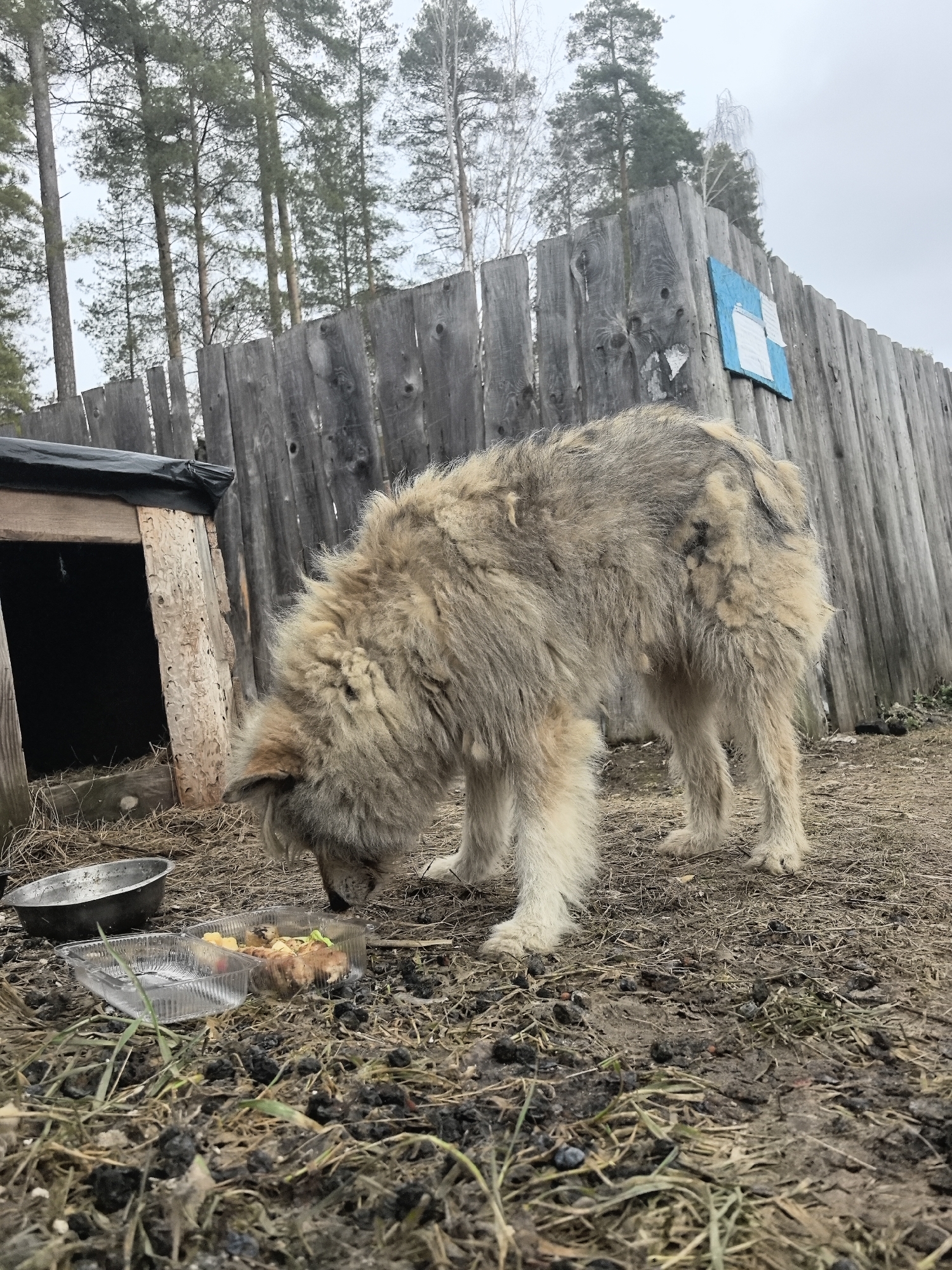 The scene is an outdoor area in Noviy, Russia, on a cloudy day. The ground is covered with dirt, dead grass, and small dark debris. A large, fluffy dog with light brown and gray fur is bending its head down to eat from a clear plastic container filled with food scraps. Next to the container is a metal bowl. Behind the dog is a wooden dog house with a black tarp covering part of the roof. In the background is a tall, weathered wooden fence with a blue and white sign attached to it. Tall pine trees are visible behind the fence.