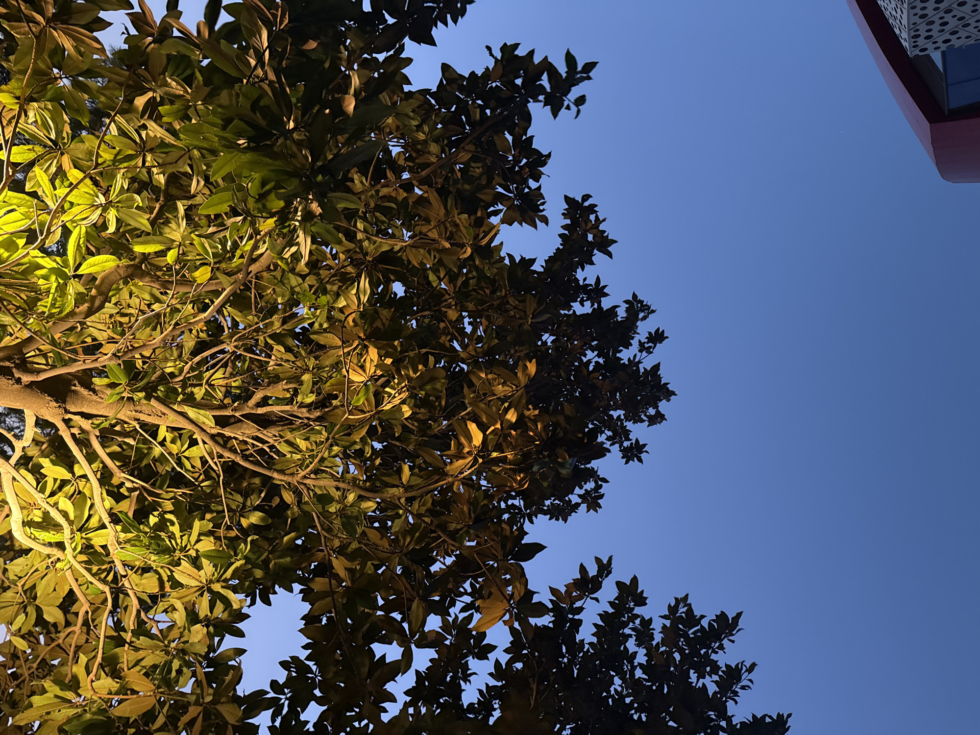 The image shows the canopy of a tree illuminated by artificial light against a clear blue sky. The tree has broad, dark green leaves that are catching the yellow light, creating a warm glow. Some branches are visible, revealing the structure of the tree. In the upper left corner, a portion of a building with a red curved edge and a white perforated facade is visible, suggesting an urban setting. The scene appears to be from a city location, and the mention of Sabail Raion, Azerbaijan, places it within that specific geographical context. There are no people or animals in the image, and no action is taking place. The environment is characterized by the tree, the building, and the sky.
