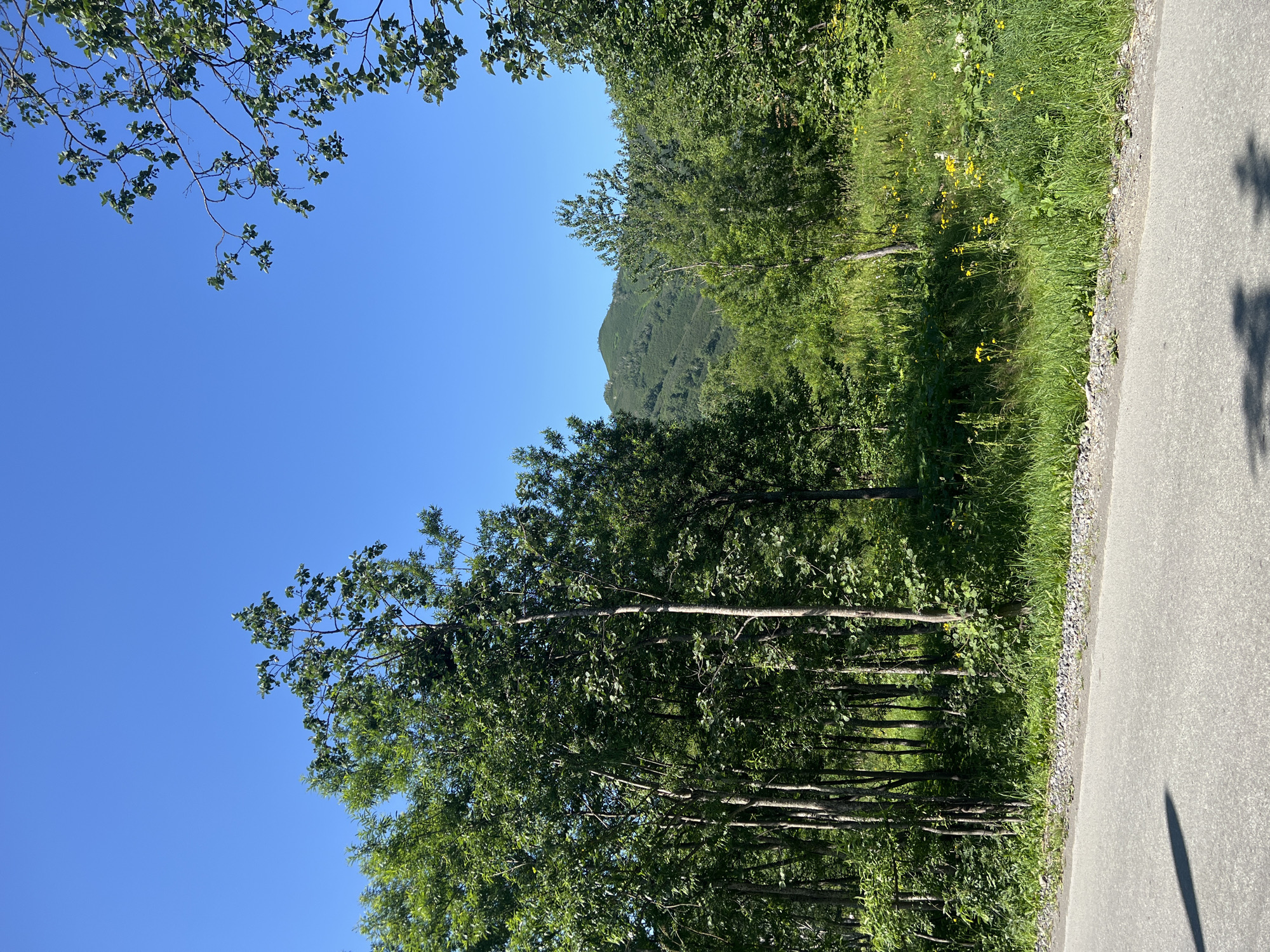 The image depicts a rural, natural landscape under a clear blue sky. In the foreground, a gray asphalt road runs from the bottom left corner towards the right. To the right of the road, there is a narrow strip of gravel and then a dense area of green grass and vegetation, dotted with yellow wildflowers. Behind this is a forest of tall, slender trees with lush green foliage. Further in the background, rolling green hills covered in trees are visible, with a prominent peak in the distance. The overall impression is one of a tranquil, undeveloped natural environment. There are no people or man-made structures other than the road visible in the image. The lighting suggests it is daytime, with the sun casting shadows on the road.