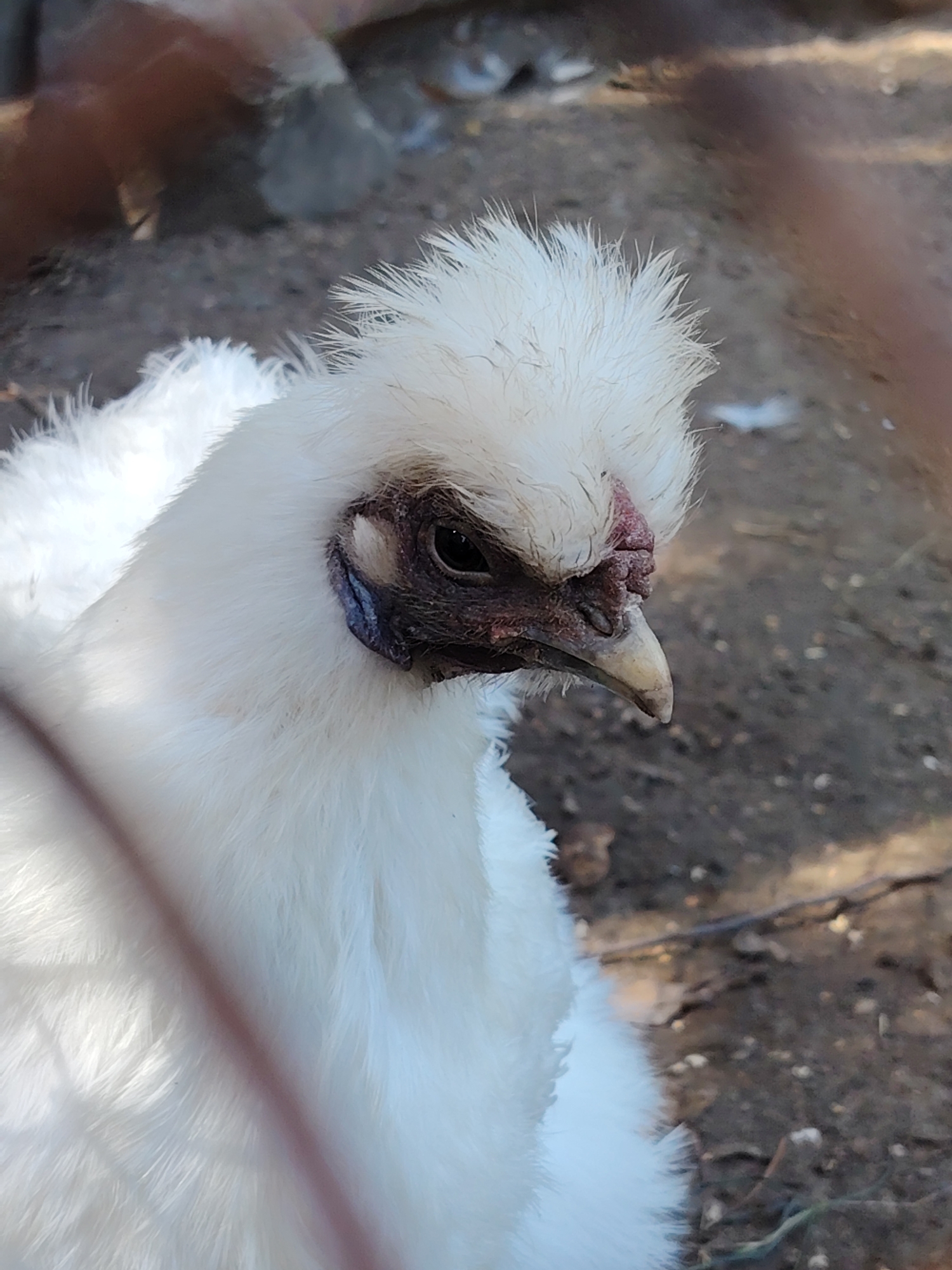 A close-up, eye-level, outdoor shot captures a white Silkie chicken in the city of Chaikovsky, Russia. The chicken, facing right, is predominantly white with fluffy plumage. Its head features a crest of feathery hair, a dark eye, a light-colored beak with a dark tip, and a red, bumpy comb. The background consists of dark, dry soil with some scattered twigs and debris, suggesting an arid or possibly dusty environment. The lighting appears to be natural sunlight, creating some shadows on the chicken's body and the ground. A thin, reddish-brown wire is visible in the foreground, partially obscuring the chicken. The image does not contain any people.