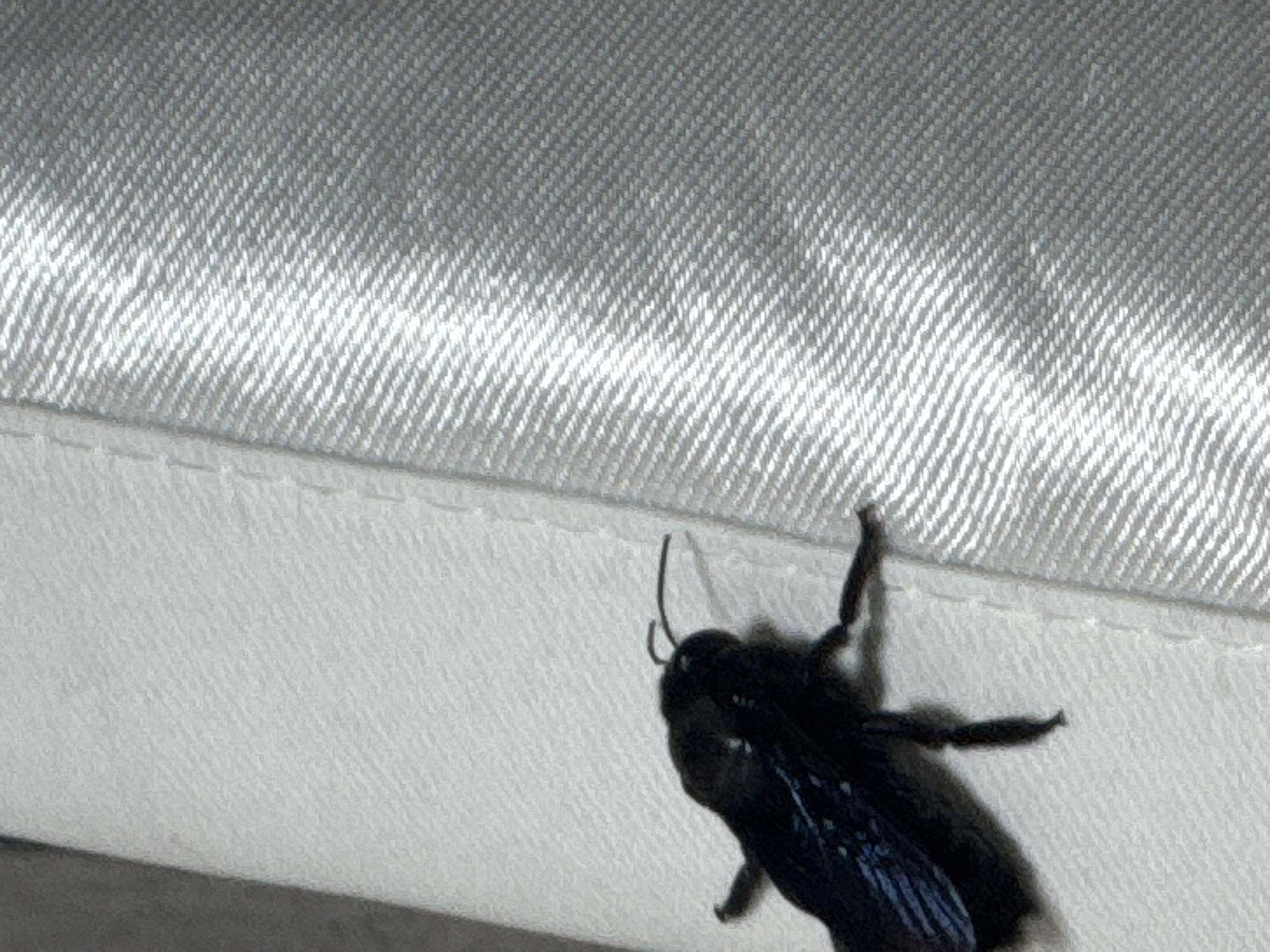 The image shows a close-up of a black carpenter bee on a textured, white fabric. The fabric appears to be part of a piece of clothing or upholstery, with a prominent stitched seam running horizontally across the frame. The bee is positioned on the lower portion of the fabric, facing towards the left of the image. Its body is glossy black, and its wings have a bluish sheen. One antenna is clearly visible curving upwards. The background is out of focus but suggests a similar textured surface, possibly continuing the fabric. The lighting is bright, casting some highlights on the fabric's texture and the bee's body, implying daylight. The scene is static, capturing the bee at rest or preparing to move. There is no visible text in the image. The context provided indicates this was captured in Davao City, Philippines, suggesting a tropical outdoor or indoor environment where such insects might be found.