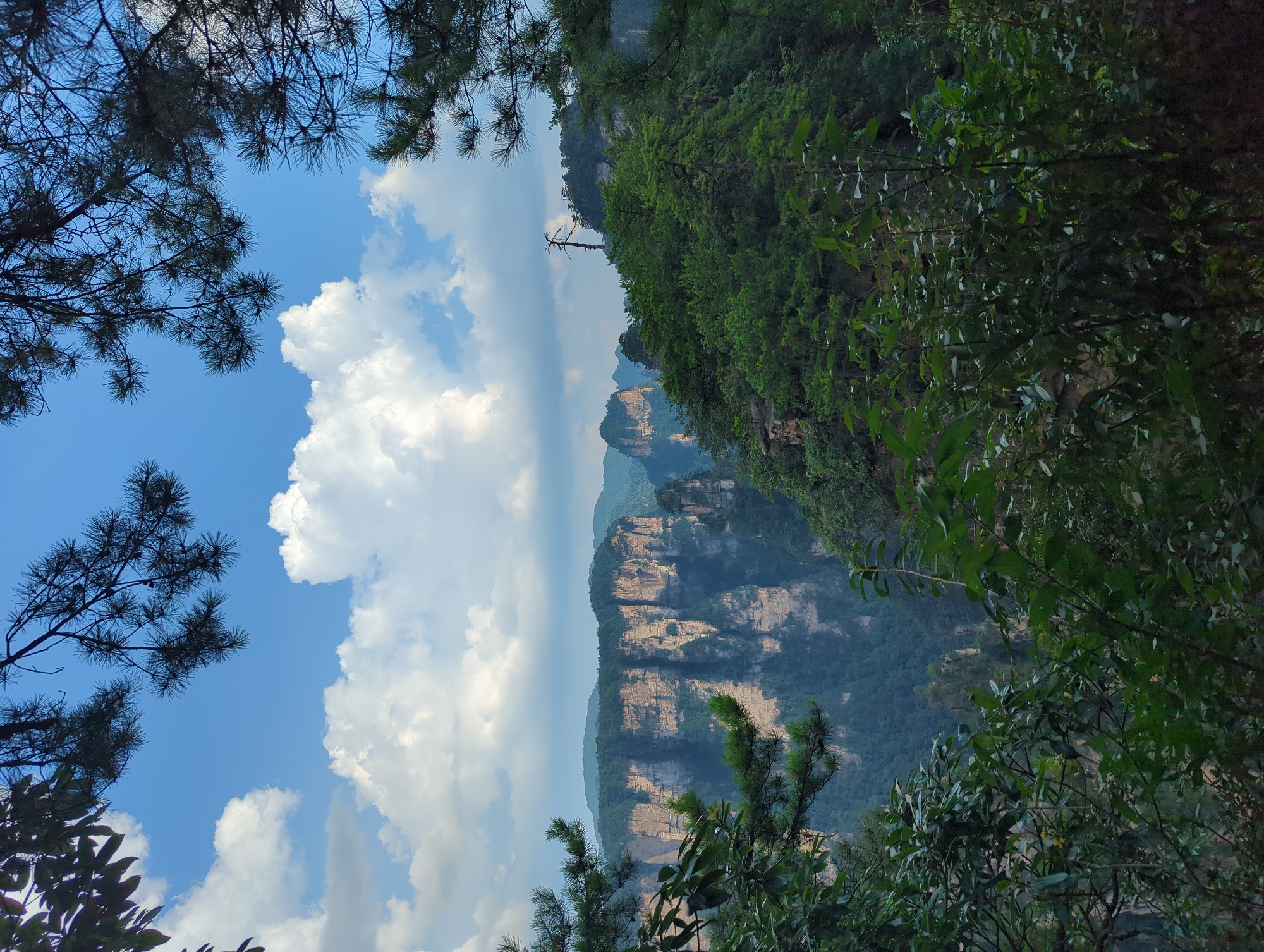 The image depicts a panoramic view of a mountainous landscape, likely within Zhangjiajie National Forest Park in Luoguta, China. The foreground is dominated by dense green foliage, with branches and leaves framing the scene and creating a natural border. These trees are lush and varied, suggesting a tropical or subtropical environment.
In the midground and background, towering sandstone pillars rise dramatically from the earth, characteristic of the park's unique geology. These pillars are rugged and appear weathered, with sheer cliffs and jagged peaks. They are covered in patches of green vegetation, indicating that plant life has adapted to grow on these vertical surfaces. The scale of these formations is immense, conveying a sense of grandeur and awe.
The sky above is a vibrant blue, dotted with fluffy white cumulus clouds. The lighting suggests it is daytime, possibly late morning or early afternoon, as the sun casts shadows on the rock formations and illuminates the clouds. The overall atmosphere is serene and natural, highlighting the raw beauty of the landscape. No people or artificial structures are visible, emphasizing the untouched wilderness.