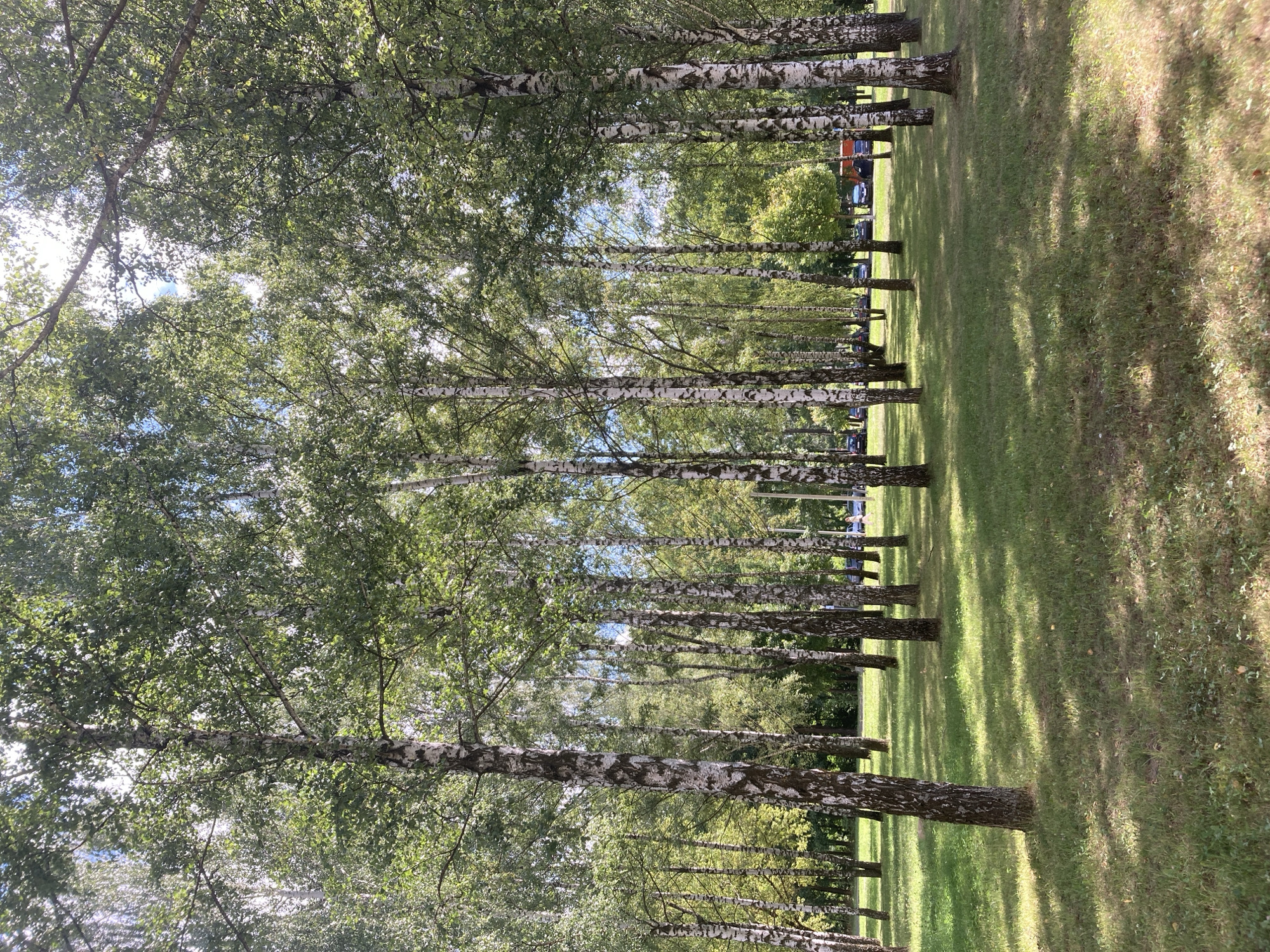 The image depicts a park-like setting with numerous birch trees and a grassy area in the foreground. The trees are characterized by their white bark with black markings and dense green foliage. Sunlight filters through the leaves, casting dappled shadows on the grass. In the background, several cars are parked along what appears to be a road or parking lot. Two individuals are visible walking near the cars. The overall scene suggests a pleasant, possibly summer day in an urban green space. While the provided information indicates the location is Zhodzina, Belarus, there are no specific landmarks or details in the image that definitively confirm this or any other specific location.
