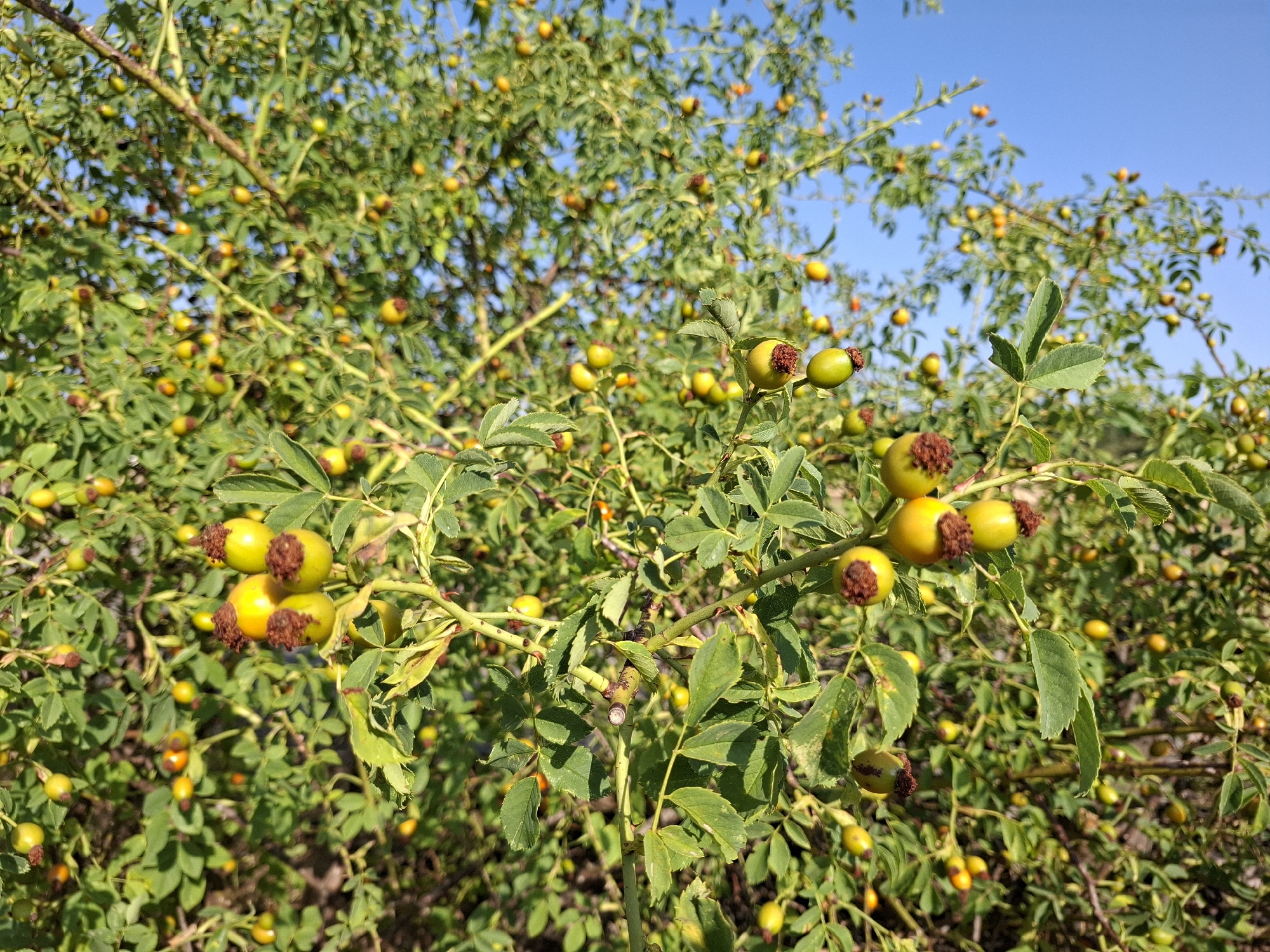 The image shows a close-up view of a rose hip bush laden with fruit, set against a clear blue sky. The rose hips are mostly green and yellow, with some appearing slightly orangish. They are clustered on thorny branches covered with compound leaves, each composed of several serrated leaflets. The overall impression is of a natural, untamed setting. The scene is consistent with a location in the vicinity of Ramlinsburg, Switzerland, an area known for its rural landscapes and vegetation. There are no people or any specific actions or interactions depicted in the image. The environment is characterized by the dense foliage of the rose bush and the open sky.