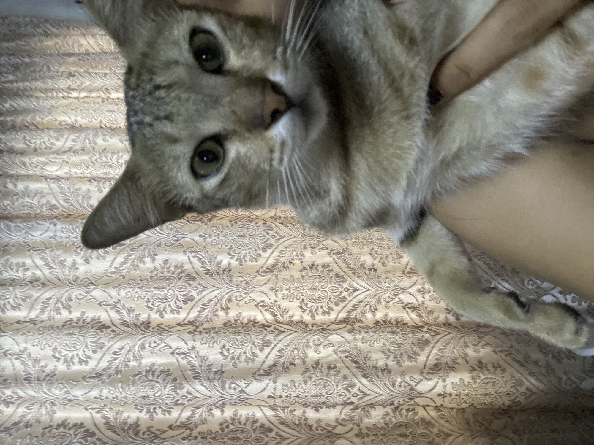 A tabby cat is held in someone's arms in front of a patterned curtain. The cat is facing the camera with its green eyes looking directly at the viewer. Its ears are perked up and its whiskers are visible. The curtain behind the cat has a beige and brown damask pattern. The image is a close-up, showing the cat's face and upper body. There is no identifiable information about the location of Davao City, Philippines.