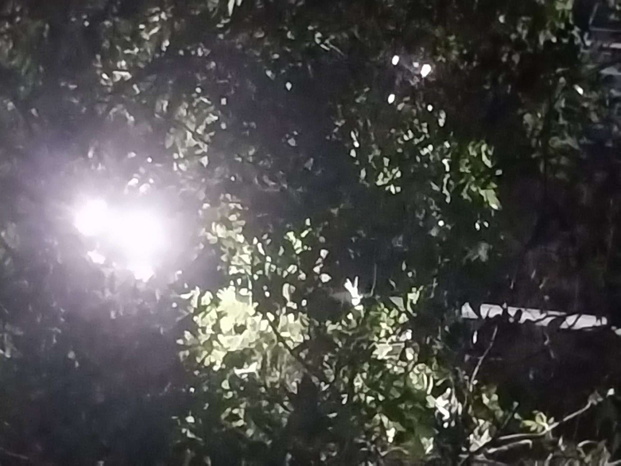 The image shows a dimly lit scene at night, dominated by the dark silhouettes of foliage. A bright light source, possibly a street lamp, is visible overhead, casting a glow through the leaves and creating dappled patterns of light and shadow. There are some smaller, bright spots scattered throughout the image, which could be distant lights or reflections. In the lower part of the image, a vertical object with a striped pattern is partially visible, suggesting the presence of a pole or trunk. The overall impression is one of an outdoor environment at night, with the lighting creating a somewhat abstract and atmospheric effect. The location in Qarağandı city administration, Kazakhstan is not discernible from the visual content of the image.