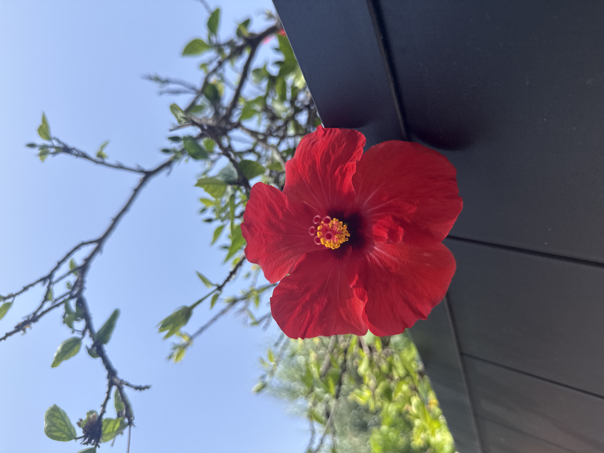 A close-up, low-angle shot features a vibrant red hibiscus flower blooming in front of a dark gray, slat-style fence. The flower, with its delicate petals and bright yellow stamen, is the clear subject. Behind the flower and fence, the background is a blur of lush green foliage and branches against a clear blue sky, suggesting an outdoor setting. The overall impression is one of natural beauty juxtaposed with modern urban elements. There are no people or actions depicted. The specific location in Barcelona, Spain, cannot be determined from the image alone.