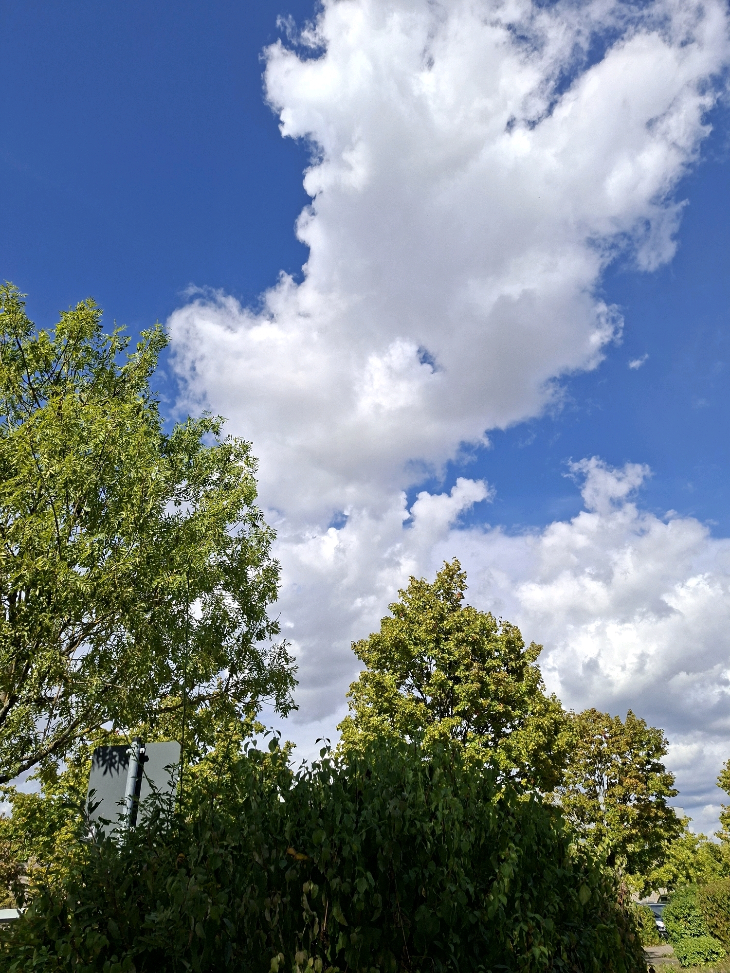 The image shows a vibrant blue sky with fluffy white clouds. In the foreground, lush green trees and bushes create a natural barrier, with some of the trees displaying early signs of autumn foliage. Partially visible behind the foliage on the left is a gray signpost. The scene suggests a bright, possibly sunny day in an outdoor setting, likely a park or a residential area in Rastatt, Germany, given the context. No people or discernible actions are depicted.