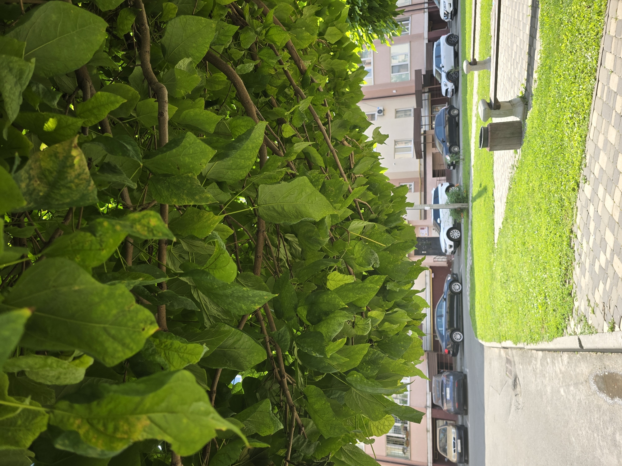 The image captures a street scene in Sofiivska Borshchahivka, Ukraine. The foreground is dominated by the dense green foliage of a tree, with its branches extending across the frame. Beneath the tree, a paved walkway leads to a grassy area with a bench and a trash receptacle. A parking lot with several cars is visible beyond the grass. The cars are parked in front of a multi-story building with visible windows and balconies. The overall impression is that of a residential or commercial area in a European city, characterized by a mix of urban infrastructure and natural elements. The time of day appears to be daytime, with clear sunlight casting shadows.