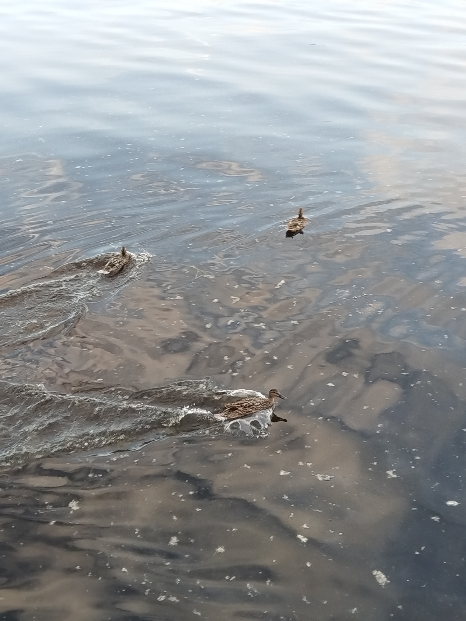 The image depicts a body of water within the city of Chaikovsky, Russia, occupied by three ducks. In the foreground, positioned in the lower left quadrant, a brown-patterned duck is swimming towards the right, generating a distinct V-shaped wake behind it. A second duck, similarly brown-patterned, is observed further back and to the right of the first, also swimming and producing a wake, though its form is partially obscured by the disturbed water. A third, smaller duck is located in the upper right background, swimming away from the viewer. The water surface exhibits ripples and reflections of the sky, including lighter areas suggesting clouds and darker areas. Scattered across the water are numerous small, irregular white specks, consistent with either foam, small debris, or concentrated reflections. No human presence or other significant objects are visible.