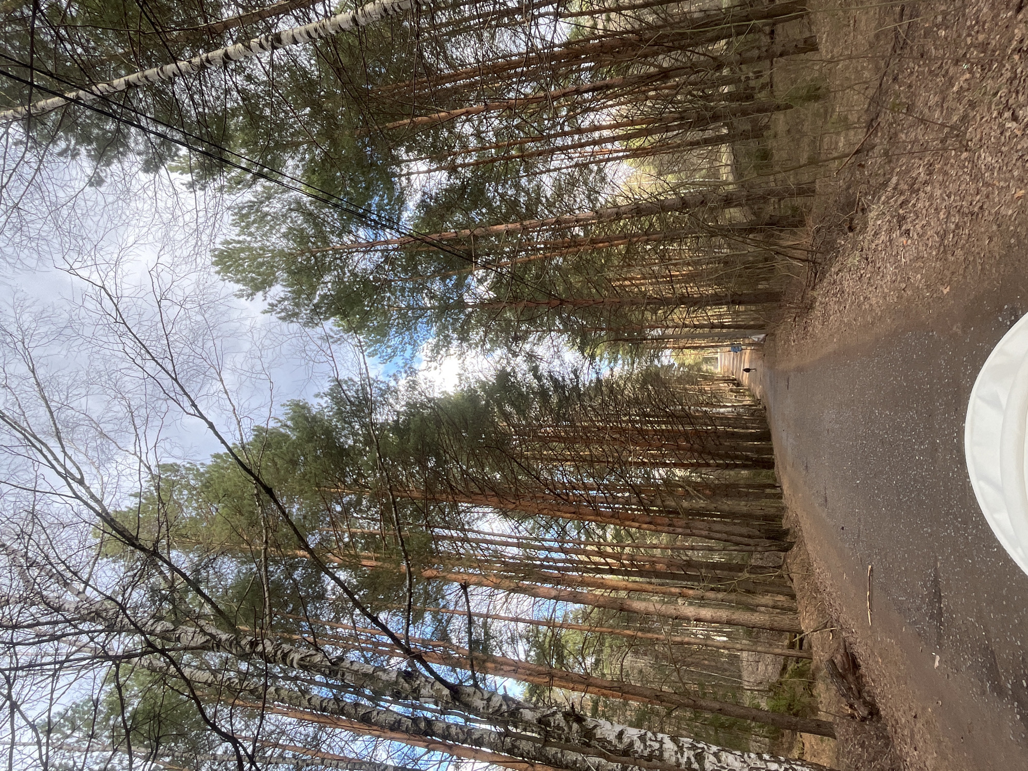 The image, rotated vertically, depicts a straight, narrow road leading through a dense forest. Tall, slender pine trees with dark green needles line both sides of the road, creating a natural canopy and a sense of depth. Interspersed among the pines, particularly on the left, are birch trees with distinctive white and black bark and mostly bare branches, suggesting late winter or early spring.
The road surface appears dark, possibly asphalt or damp packed earth, and is scattered with debris like leaves and small stones. On the immediate right foreground, a portion of an unidentified white, rounded object is visible. Above, through the gaps in the tree canopy, the sky shows patches of light blue against a brighter, mostly cloudy expanse. Dark utility lines are faintly visible running through the upper branches of the trees. At the far end of the road, a faint, light-colored structure, possibly a building or cabin, can be seen in the distance.
The scene captures a quiet moment in a natural setting. It is daytime, with diffuse light indicating a possibly overcast or partly cloudy sky. There are no people visible, and no specific activity is taking place, conveying a sense of solitude. The environment, with its mix of pine and birch trees along a forest road, is consistent with the provided location context of Chaikovsky, Russia. No visible text is present in the image.