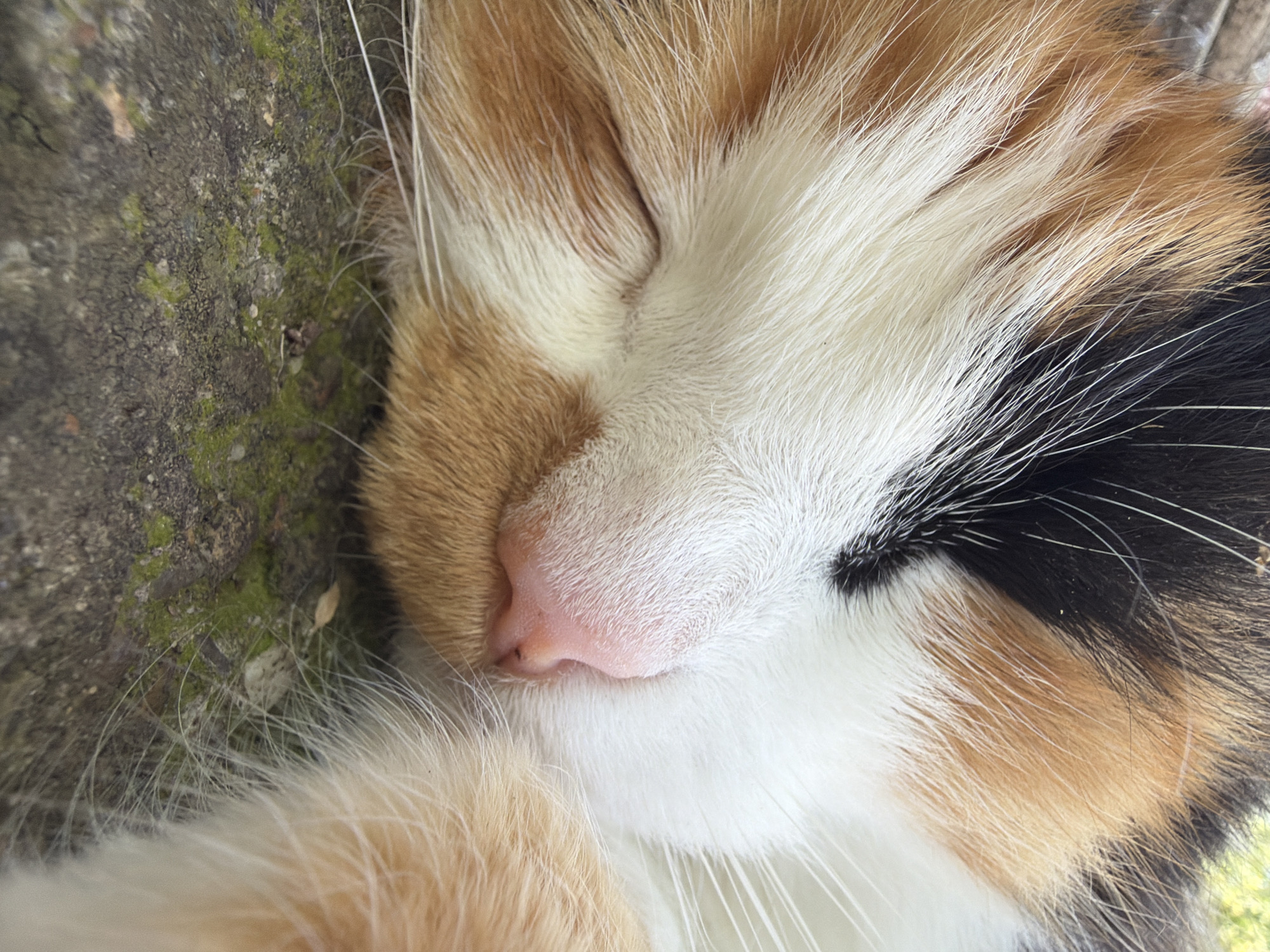 A close-up, head-on, vertical shot captures a sleeping calico cat with its eyes closed and its pink nose prominent. The cat's fur exhibits patches of white, orange, and black. The texture of the cat's fur, particularly the fine whiskers, is clearly visible. The cat is resting on a textured surface that appears to be stone with patches of green moss and small debris. The background is softly blurred, suggesting an outdoor environment, but the specific location within the city of Unknown is not discernible.