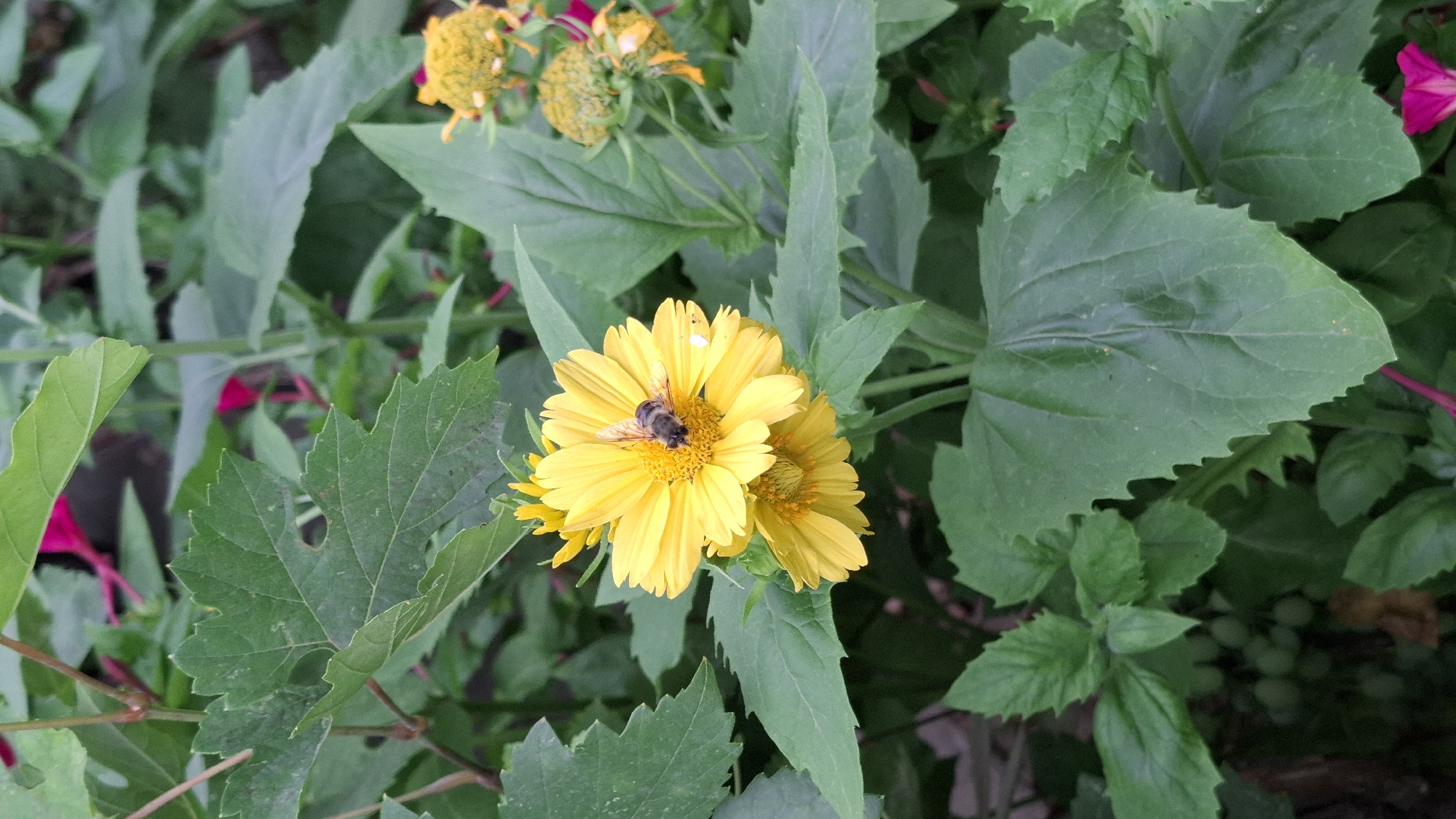 In Шұбарсу, Kazakhstan, a close-up, high-angle shot captures a bee on a vibrant yellow daisy. The bee, with its segmented body and wings, is positioned in the center of the flower, actively engaged with its pollen. Two yellow daisies are visible, one in full bloom with the bee, and another below it. The background is filled with lush green foliage, including broad leaves and thinner, vine-like stems, with hints of pink flowers in the distance. The overall scene is one of natural beauty and activity in a garden setting.