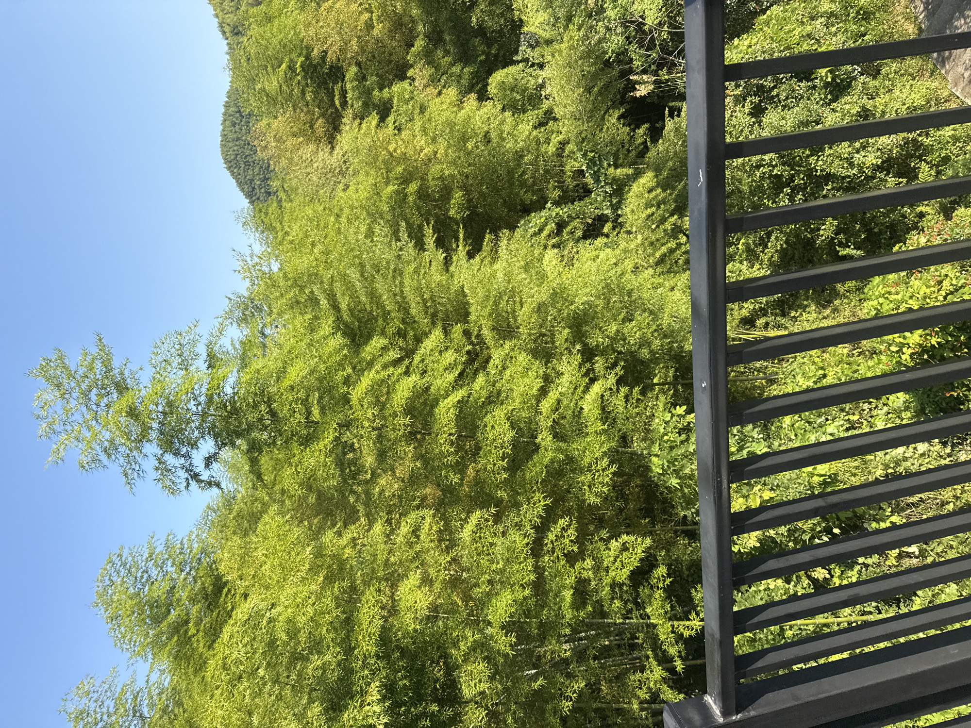 A bright, sunny day provides clear visibility of a dense bamboo forest in Wuxing District, China. The foreground is dominated by a black metal railing, its vertical bars casting shadows on the lush green foliage behind them. The bamboo stalks, varying in thickness, are a vibrant green, interspersed with some with a yellowish hue. Sunlight filters through the leaves, creating a dappled effect. In the background, rolling green hills, also covered in vegetation, rise against a clear blue sky. The overall scene depicts a natural, outdoor environment with a man-made barrier in the foreground.