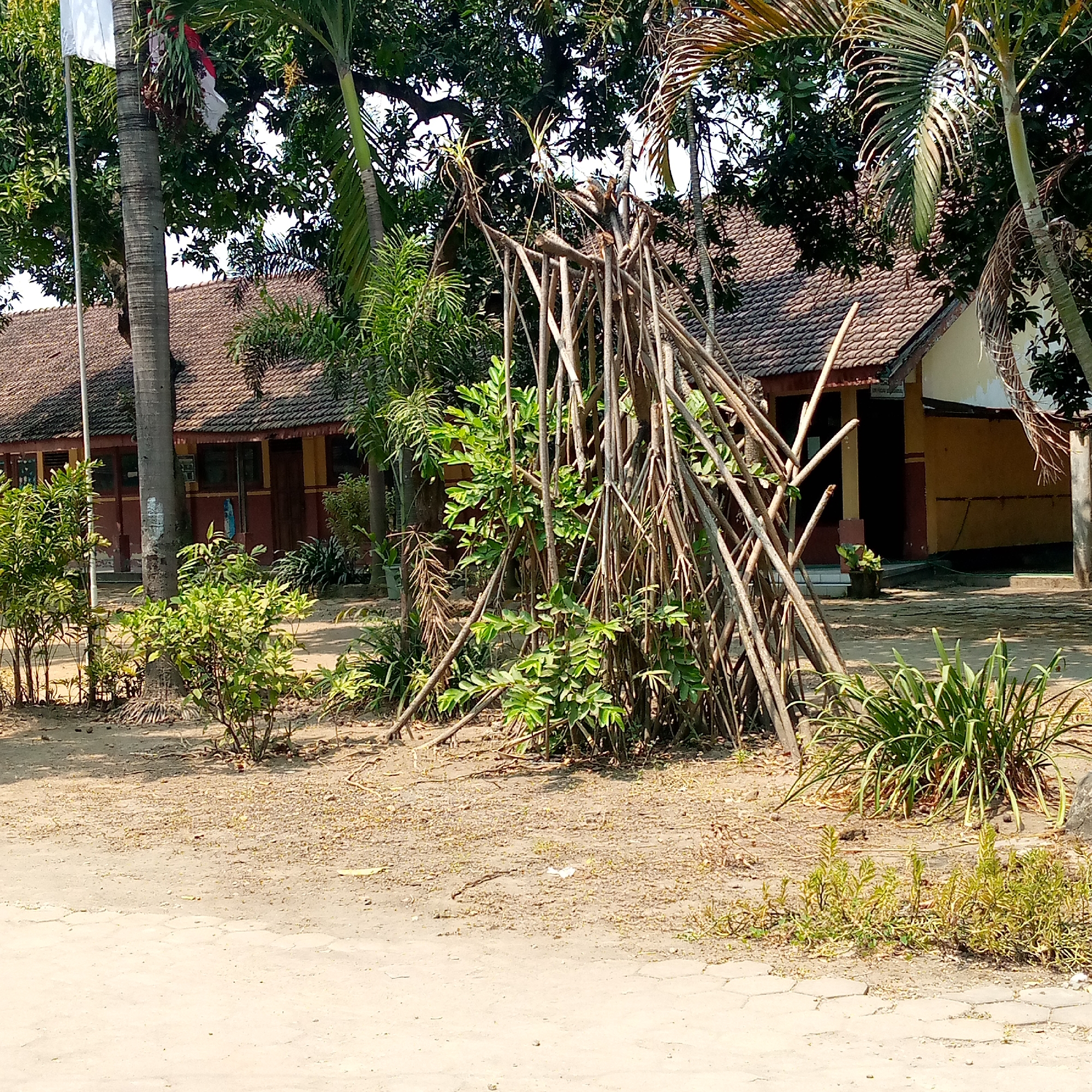 This is a medium-shot, eye-level outdoor photograph of a building and its surroundings in Pacing, Indonesia. The building, likely a school, has a brown tiled roof and pale yellow walls with a red trim along the lower portion. A section of the building to the right shows a white upper wall. In front of the building, a cluster of dry, thin wooden poles are arranged in a cone-like structure, leaning against each other and partially obscuring a small green plant. Several other green plants and bushes are scattered around the area, including a large leafy plant on the far right. A large tree trunk, likely a palm tree, stands to the left of the wooden structure. A flag pole with a white flag and a red and white banner is visible behind the tree trunk. The ground is a mix of dirt, small stones, and some patches of cracked concrete paving. The scene is bathed in sunlight, casting shadows from the foliage and the wooden structure onto the ground.