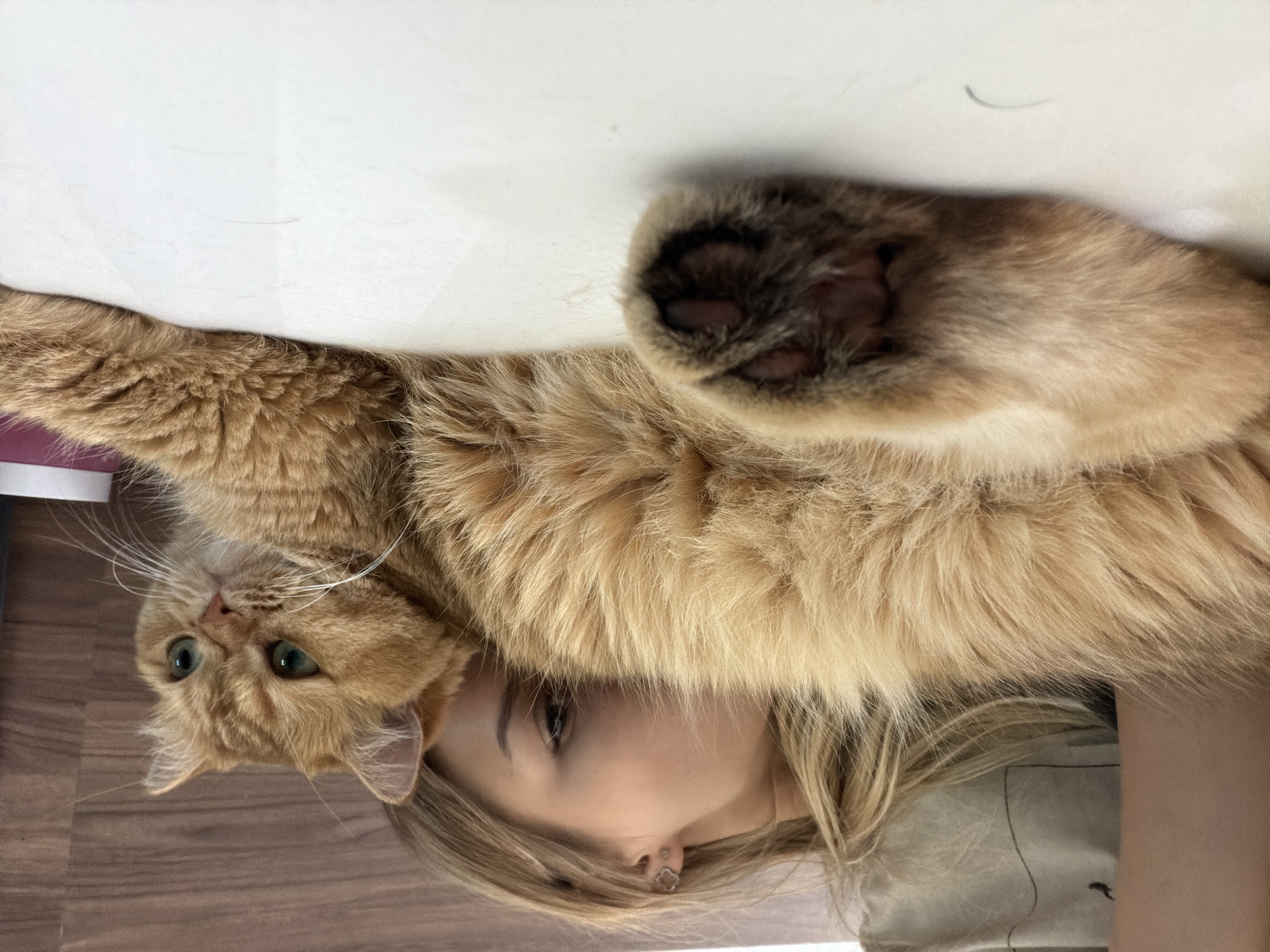 An adult female with blonde hair is lying down, her head resting near a large, fluffy orange cat. The cat is also lying down, facing to the right with its head turned and green eyes looking off-camera. The woman's face is partially obscured by the cat's fur. They are both on a white surface, possibly a table or floor, with a wooden background behind them. The scene appears to be indoors, with no specific indicators of location in Đà Nẵng, Vietnam.