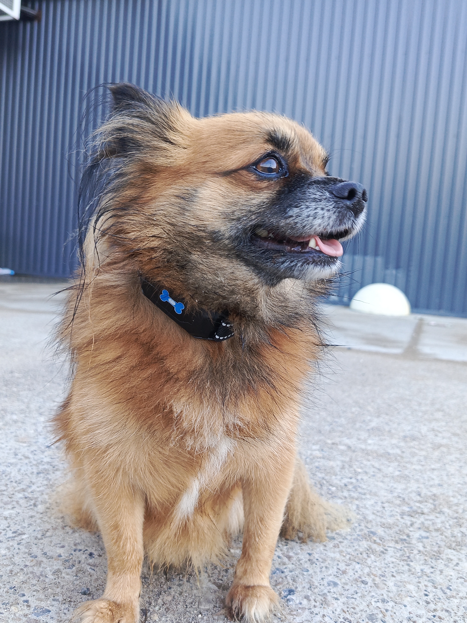 A medium shot shows a tan and black long-haired dog sitting outdoors. The dog is looking to its right, with its tongue slightly out. It is wearing a black collar with a blue bone-shaped charm. The background is a blue corrugated metal wall and a light-colored concrete surface. The image was taken in the city of Chaikovsky, Russia.