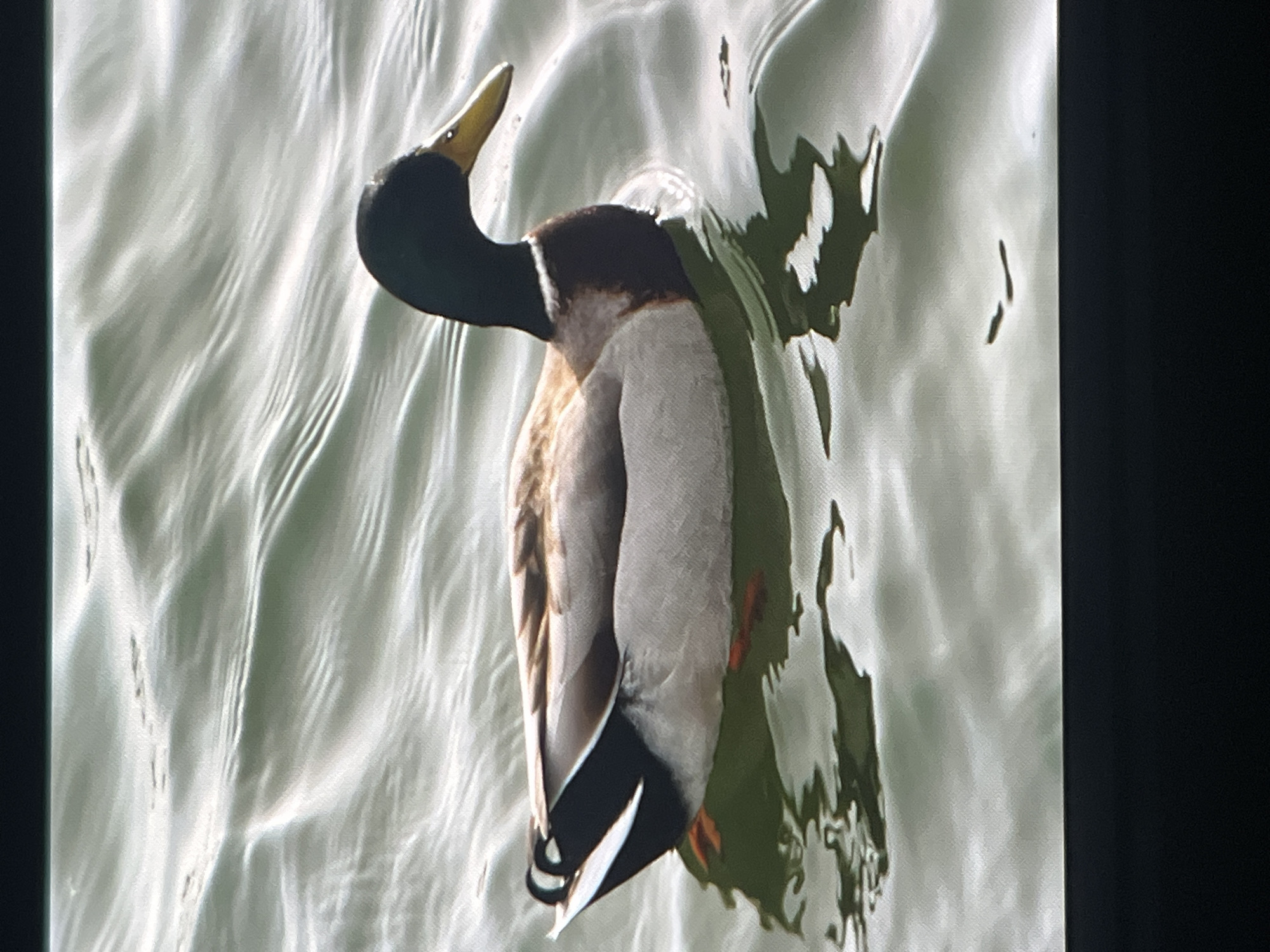A male mallard duck swims on the water. The duck has a green head, a white collar, a brown chest, and gray sides. The water is slightly rippled. The location in Shumen, Bulgaria is not discernible from the image.