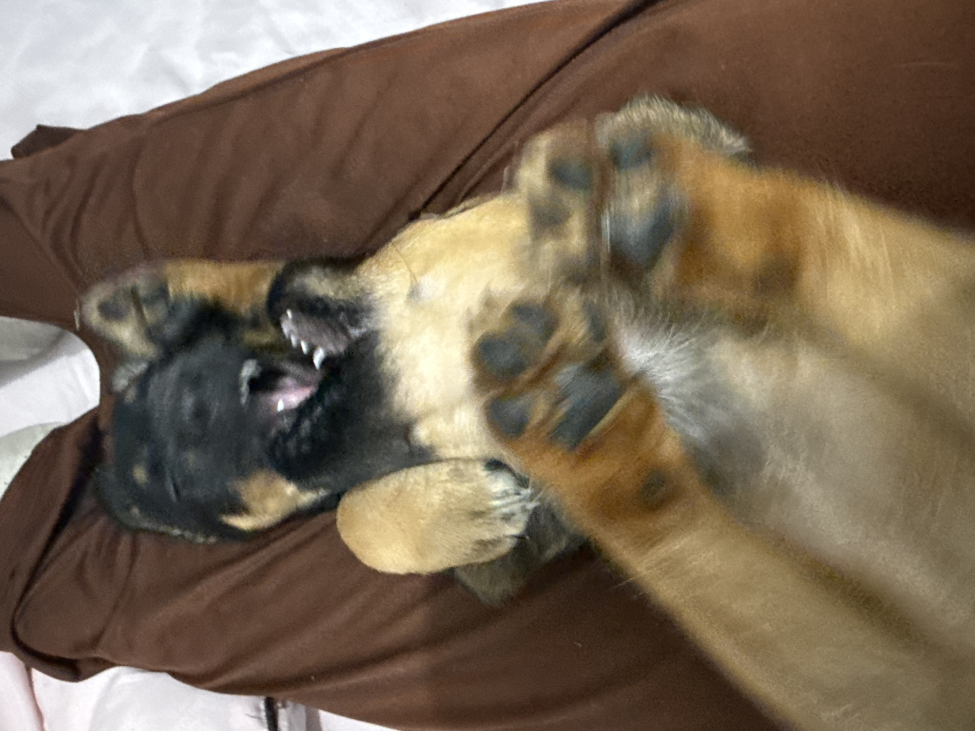 This close-up image captures a black and tan puppy in a moment of playful activity. The puppy is lying on its back on a brown, soft surface, likely a blanket or bed, with a white sheet visible in the background. Its body is twisted, and its head is turned to the left, with its mouth wide open, exposing small, sharp teeth, indicative of play or vocalization. Its paws are in the air, revealing distinct dark paw pads. The scene takes place indoors, characterized by soft, indirect lighting, in Birobidzhan, Russia. The overall impression is one of energetic and joyful puppy antics. No text is visible in the image.